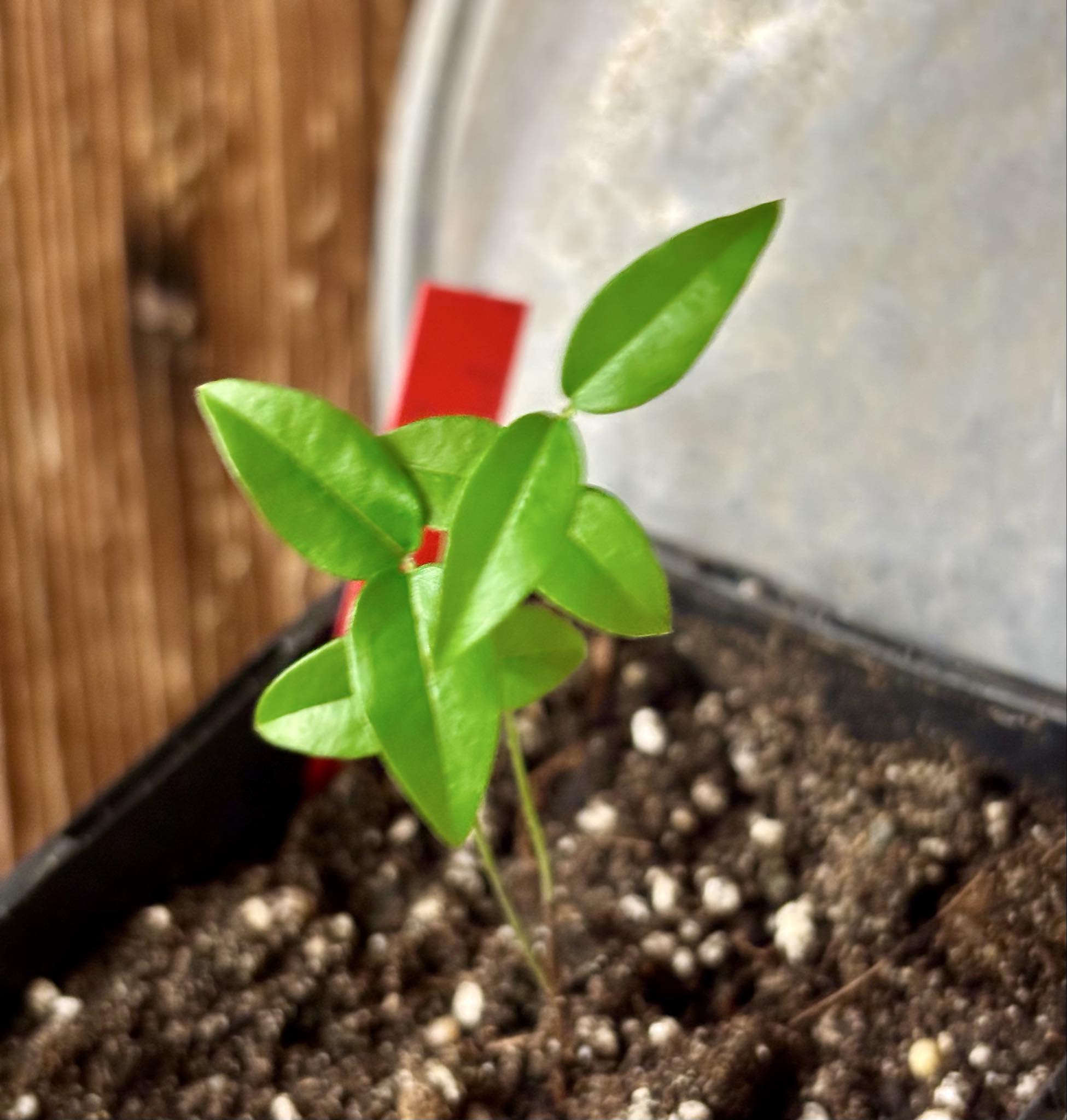 Plinia sp. de Talo - 1 potted seedling / 1 getopfter Sämling
