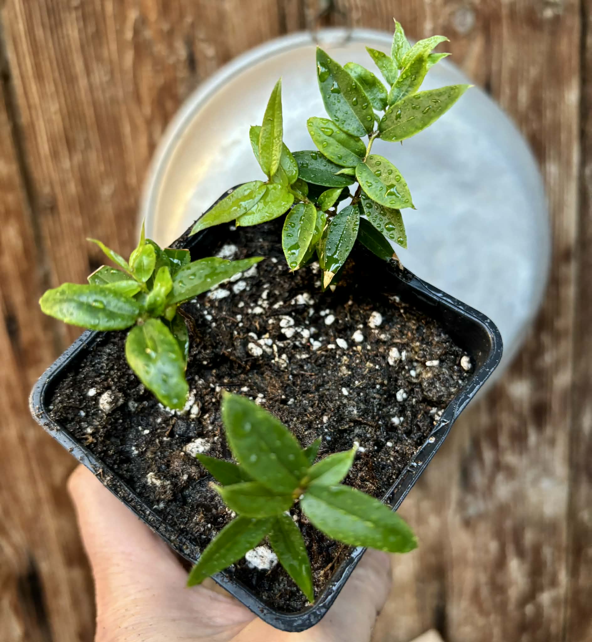 3 in 1 pot - Jaboticaba - Plinia sp Esarme -  3 seedlings in one pot / 3 Sämlinge in einem Topf