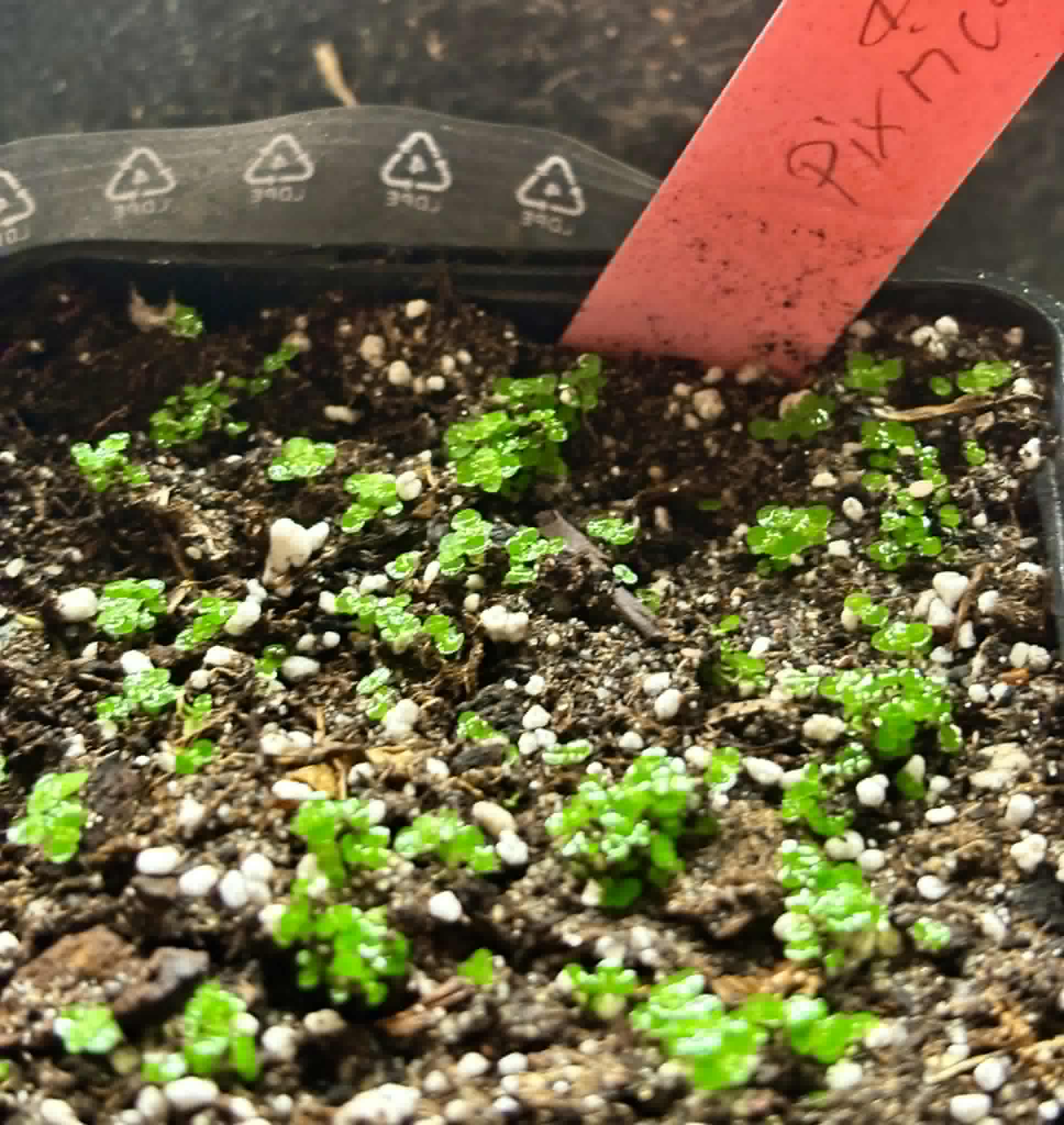 Pixirica (Miconia hirta) - 1 germinated seed / 1 gekeimter Samen
