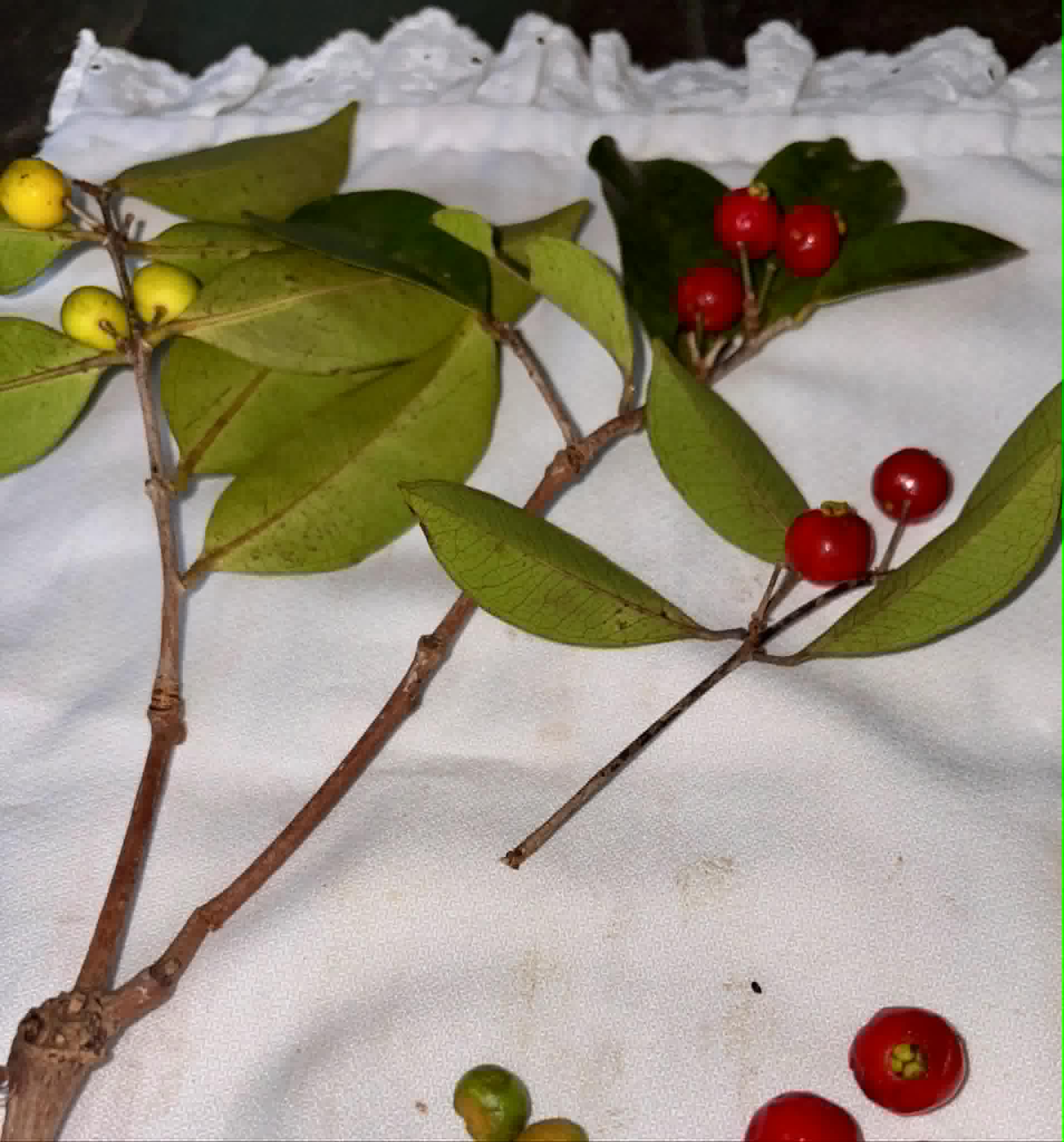 Eugenia sp Pitanga de a Mata - 1 fresh seed / 1 frischer Samen