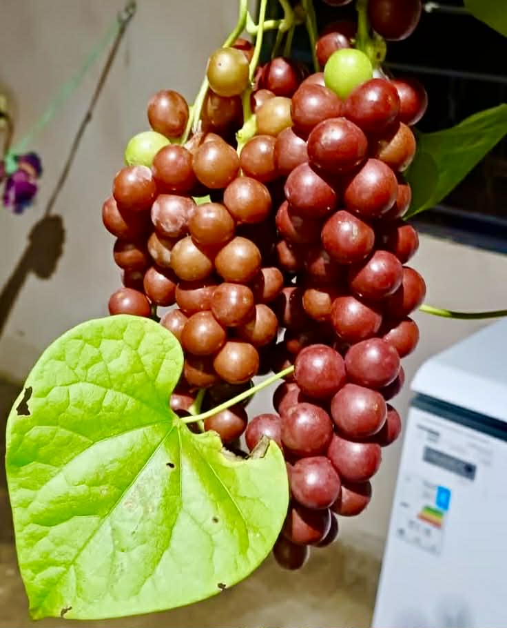 Uva do Mato (Disciphania ernstii) - 1 potted plant / 1 getopfte Pflanze