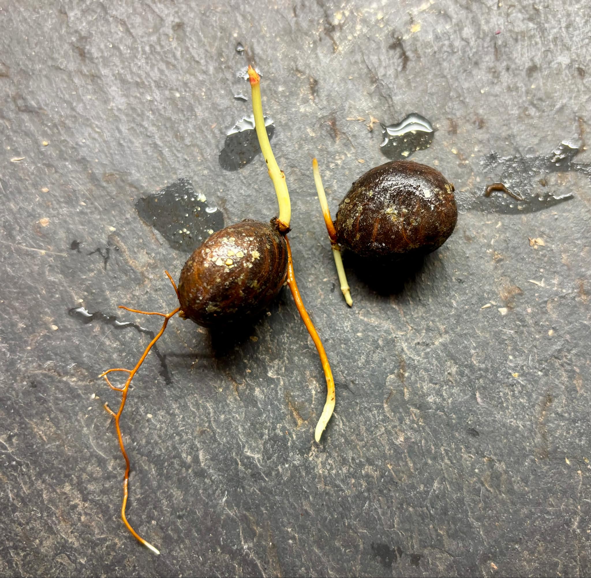 Cherapú Brasileiro - Garcinia sp. - 1 germinated seed / 1 gekeimter Samen Cherapú Brasileiro - Garcinia sp. - 1 germinated seed / 1 gekeimter Samen