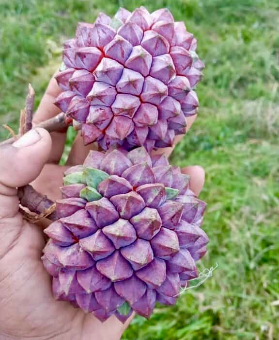 Duguetia sp Colombia  - 1 potted seedling / 1 getopfter Sämling