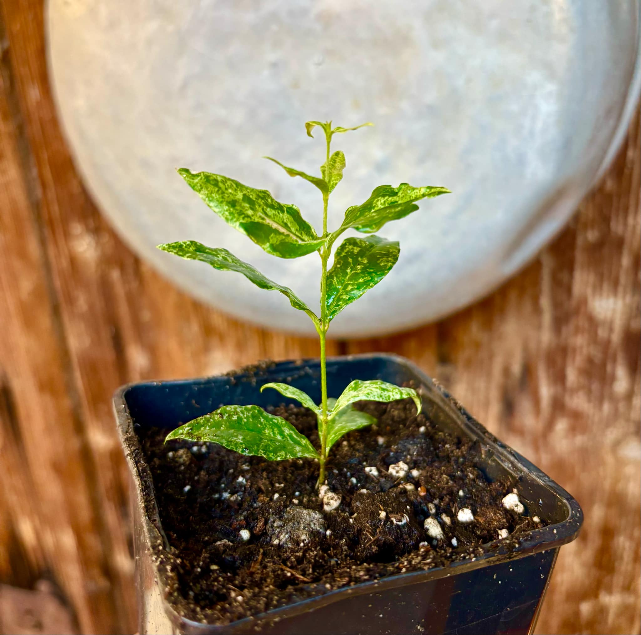 variegated Acerola (Malpighia glabra) rooted cutting - 1 potted rooted cutting / 1 getopfter, bewurzelter Steckling