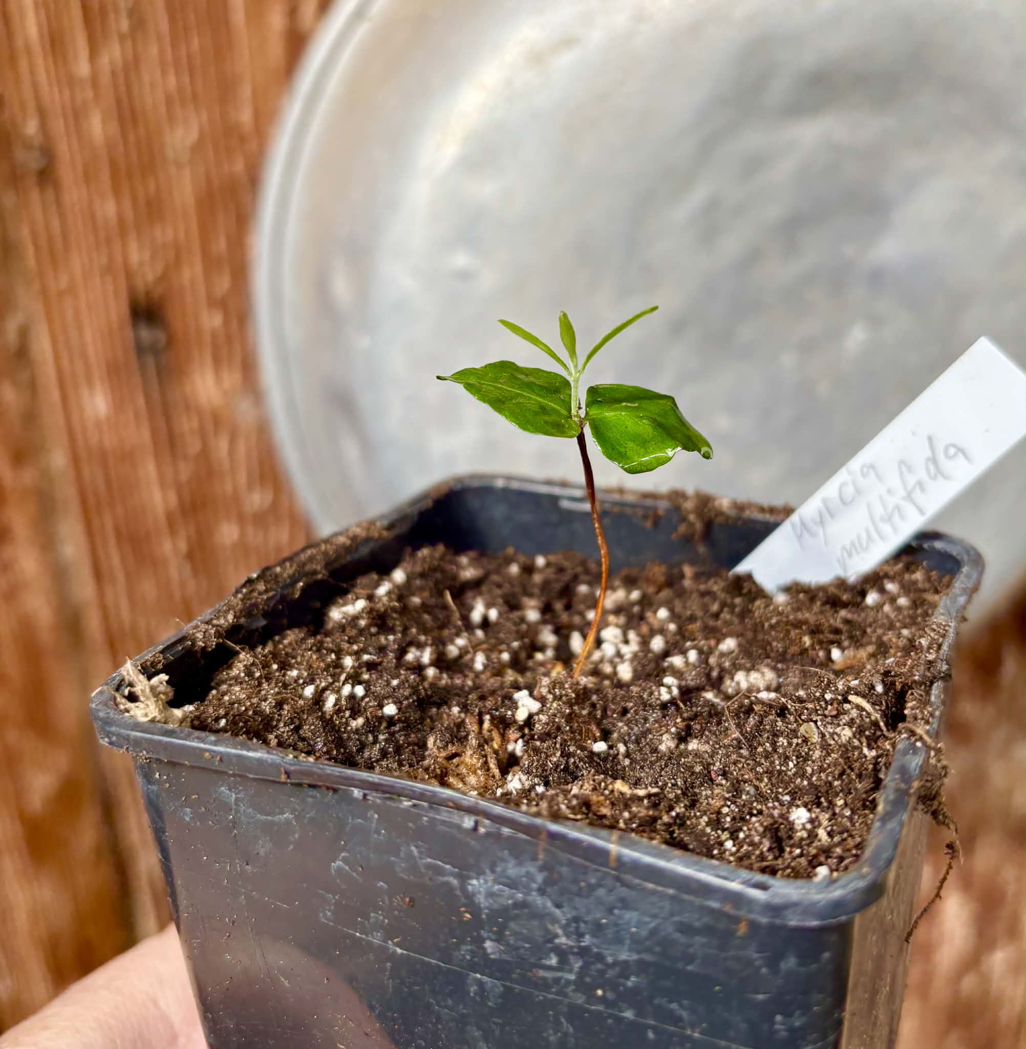 Myrcia multifida - 1 potted plant / 1 getopfte Pflanze
