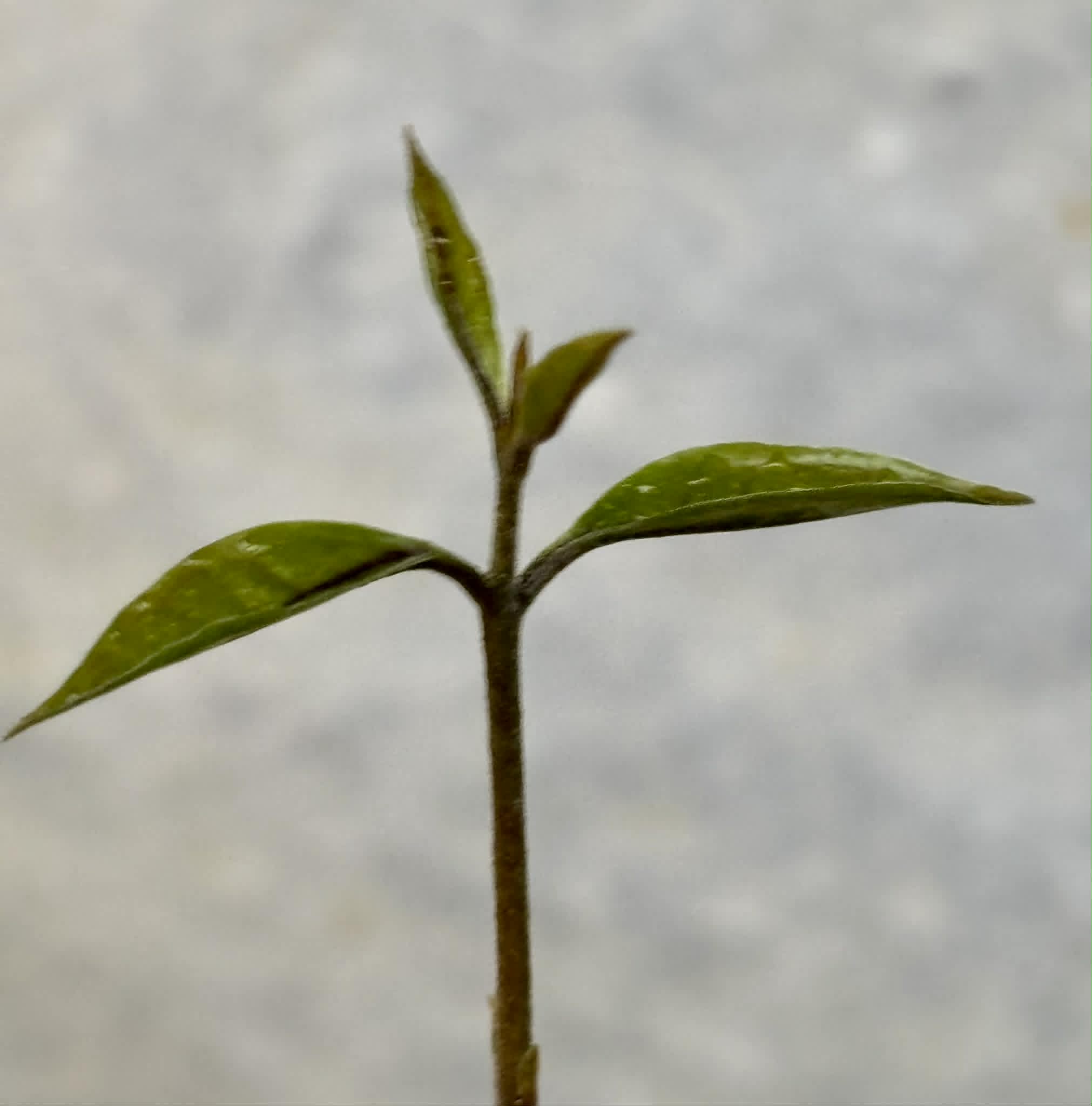 Eugenia sp Carambola - 1 potted seedling / 1 getopfter Sämling