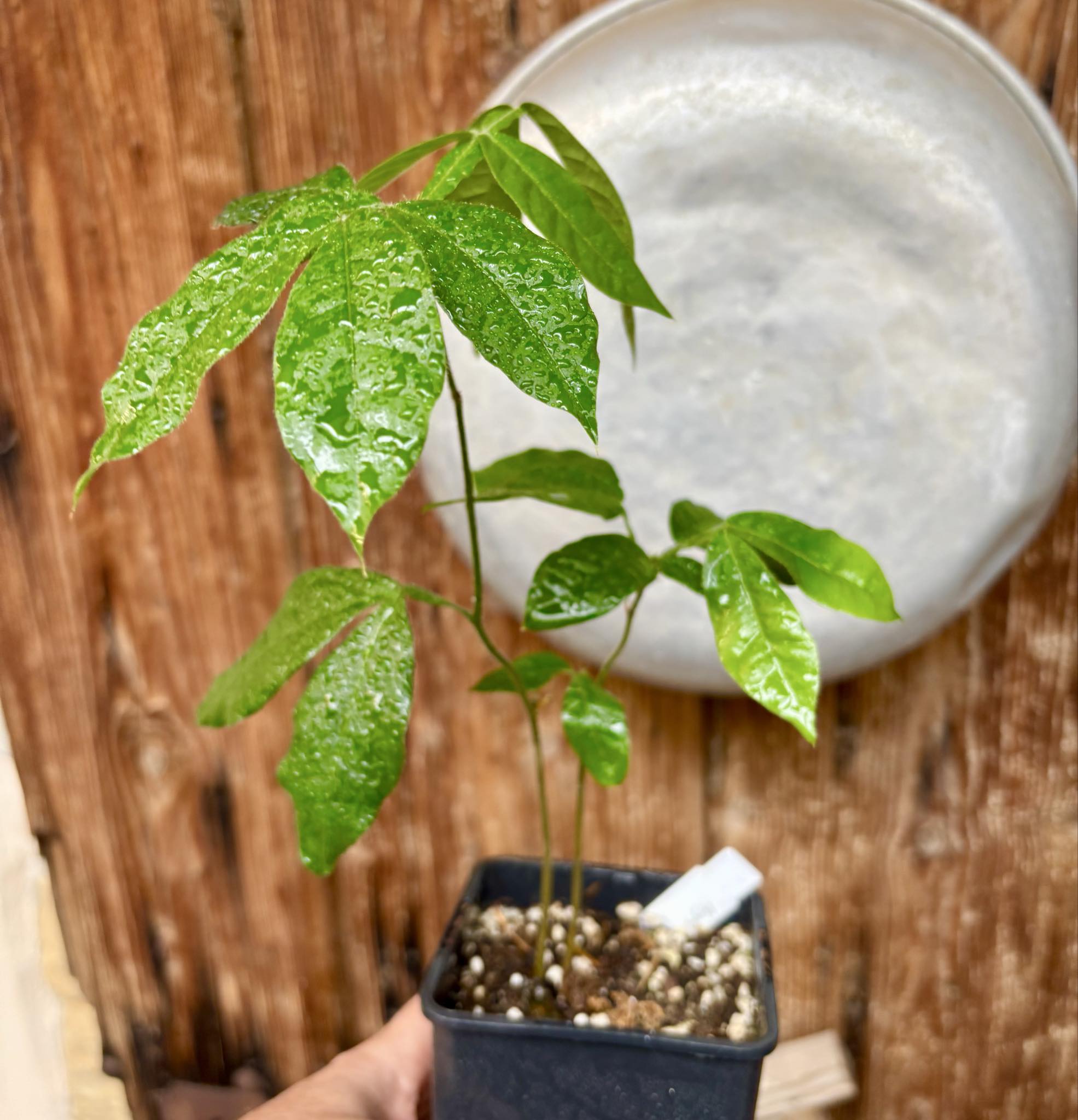 2 in one pot - Inga feuilleei - Pacay Ice Cream Bean - 1 potted plant / 1 getopfte Pflanze 2 in one pot - Inga feuilleei - Pacay Ice Cream Bean - 1 potted plant / 1 getopfte Pflanze