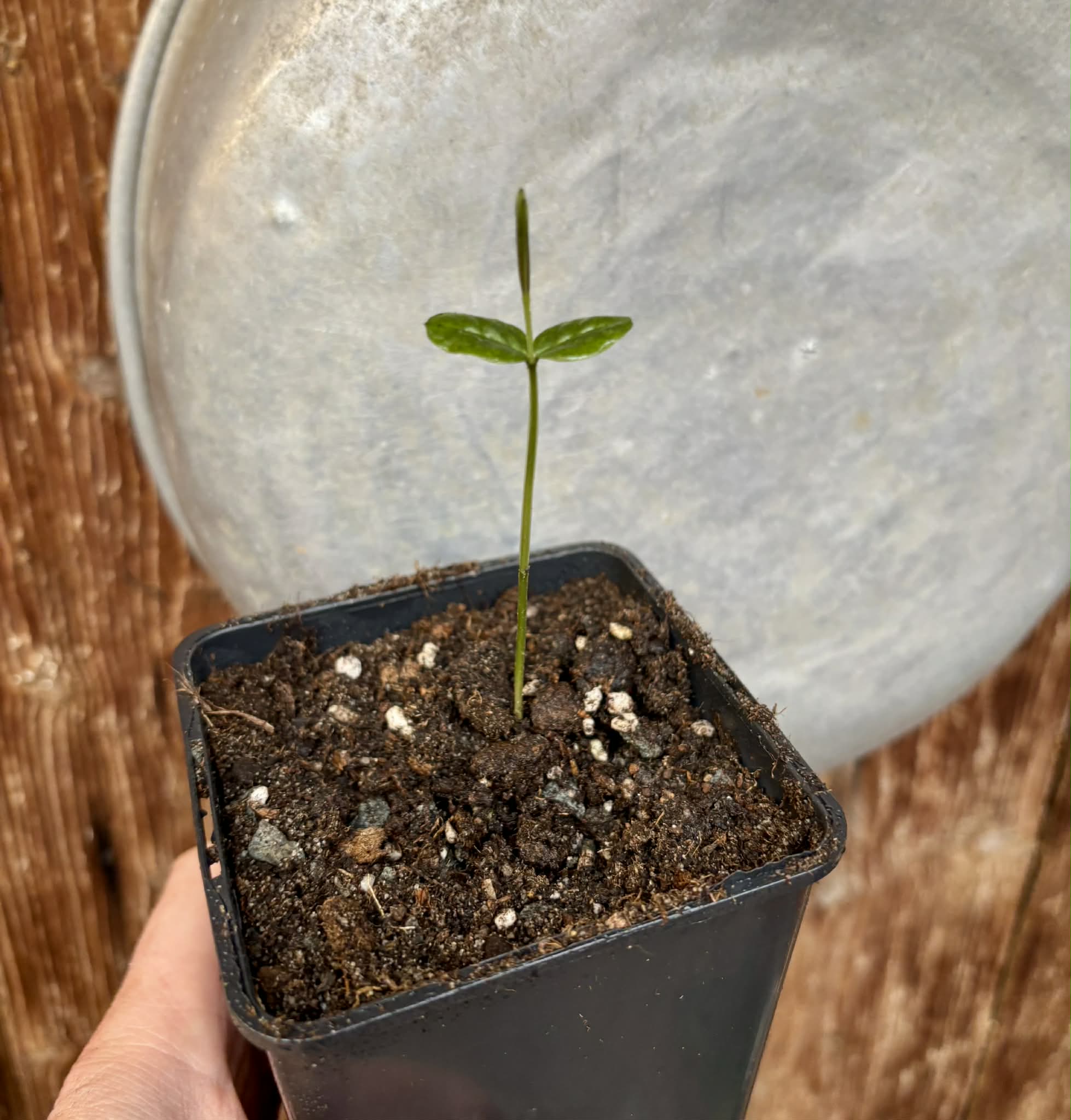 Mouriri sp Rondonia - 1 potted seedling / 1 getopfter Sämling