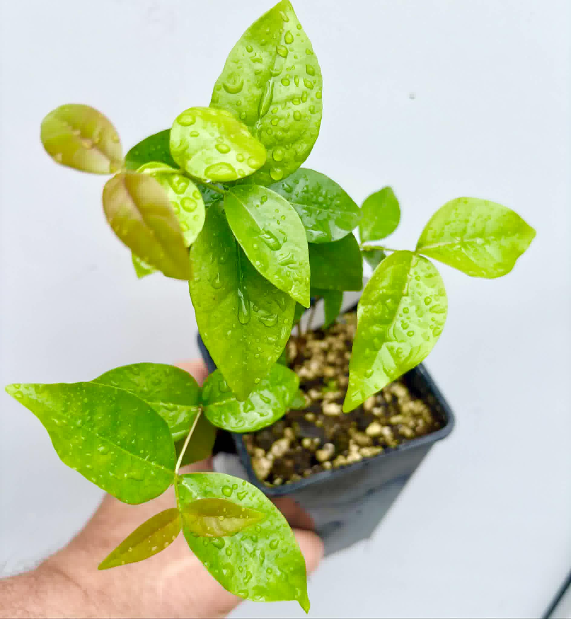 Eugenia uniflora var. Gigante Pitangao  - 1 potted seedling / 1 getopfter Sämling