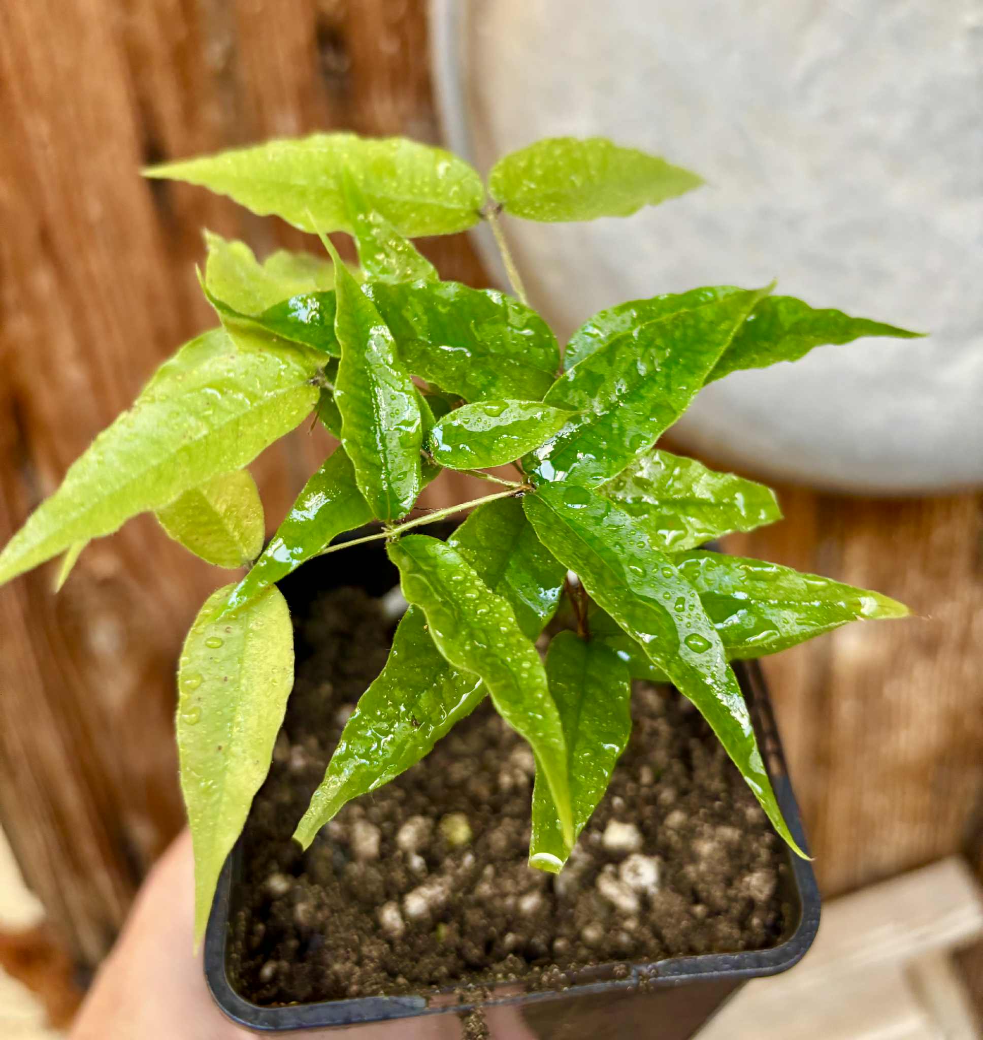 Jaboticaba - Plinia sp Rajada Cabo longo verde - 1 potted seedling / 1 getopfter Sämling Jaboticaba - Plinia sp Rajada Cabo longo verde - 1 potted seedling / 1 getopfter Sämling