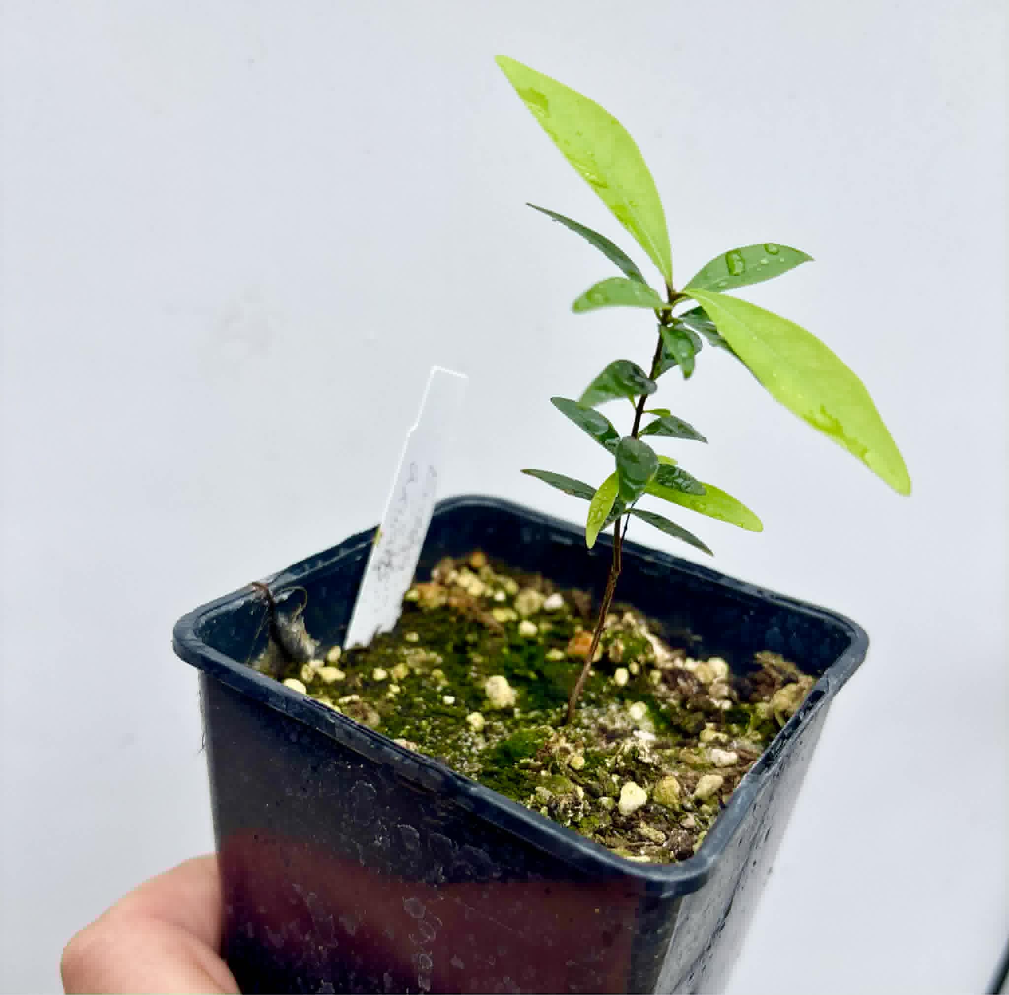  Eugenia axillaris  - White Stopper - 1 potted seedling / 1 getopfter Sämling