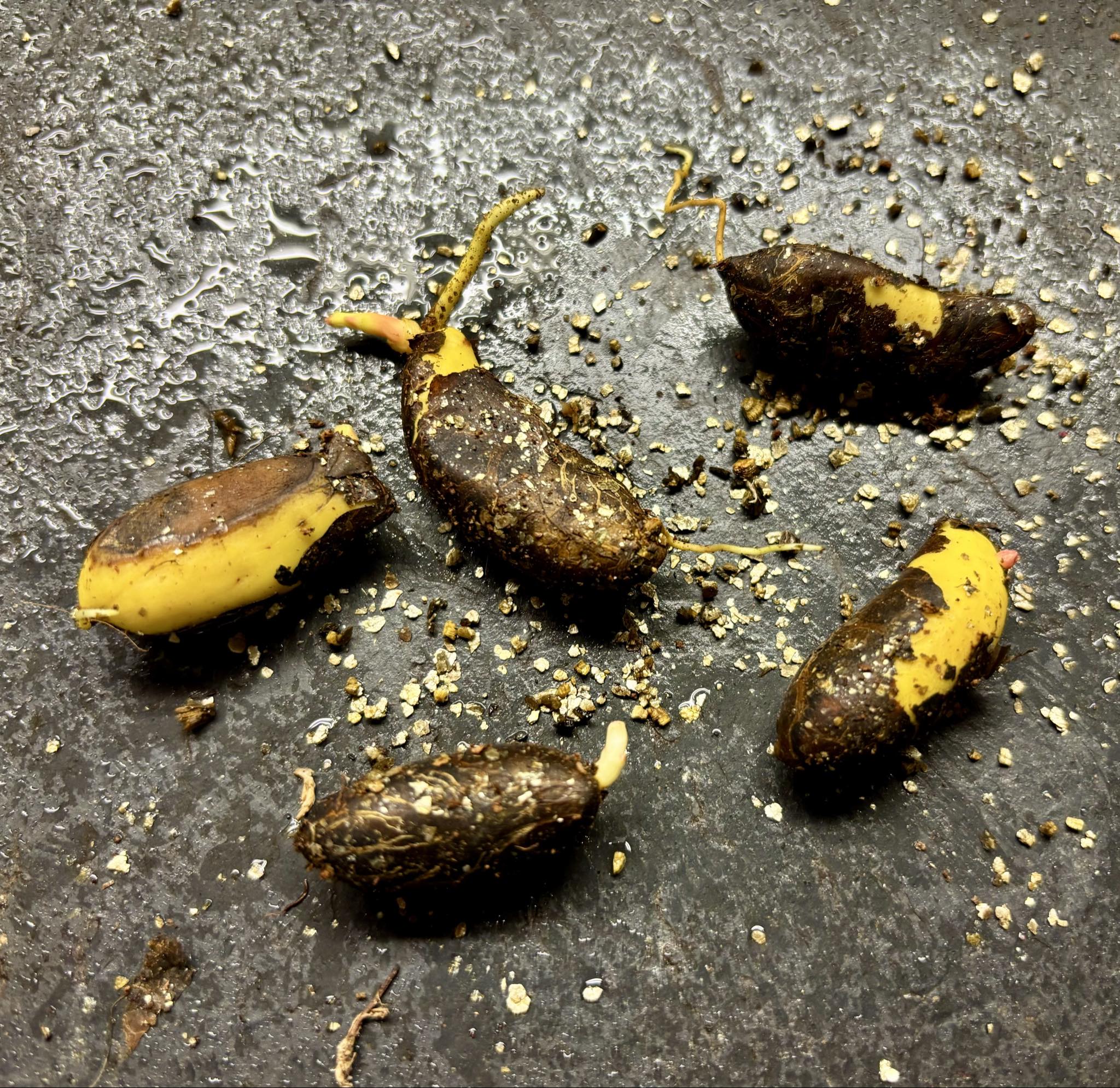 Garcinia dulcis - Mundu - 1 germinated seed / 1 gekeimter Samen Garcinia dulcis - Mundu - 1 germinated seed / 1 gekeimter Samen