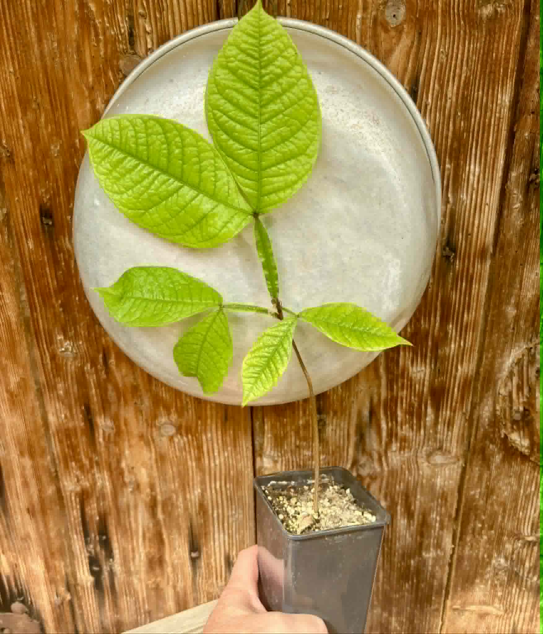 Inga aptera  - 1 potted plant / 1 getopfte Pflanze