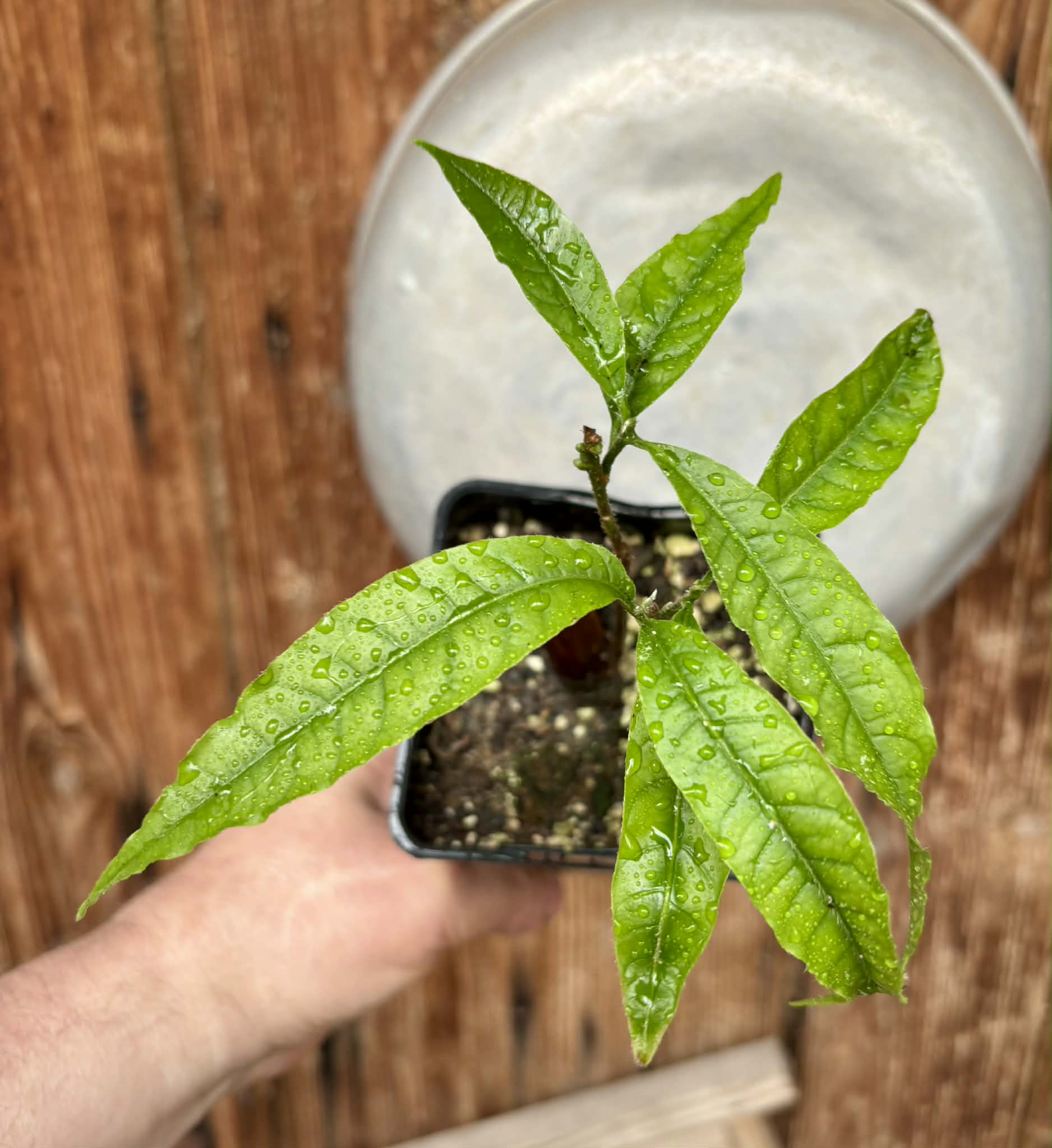 Abiu (Pouteria caimito) - 1 potted plant / 1 getopfte Pflanze