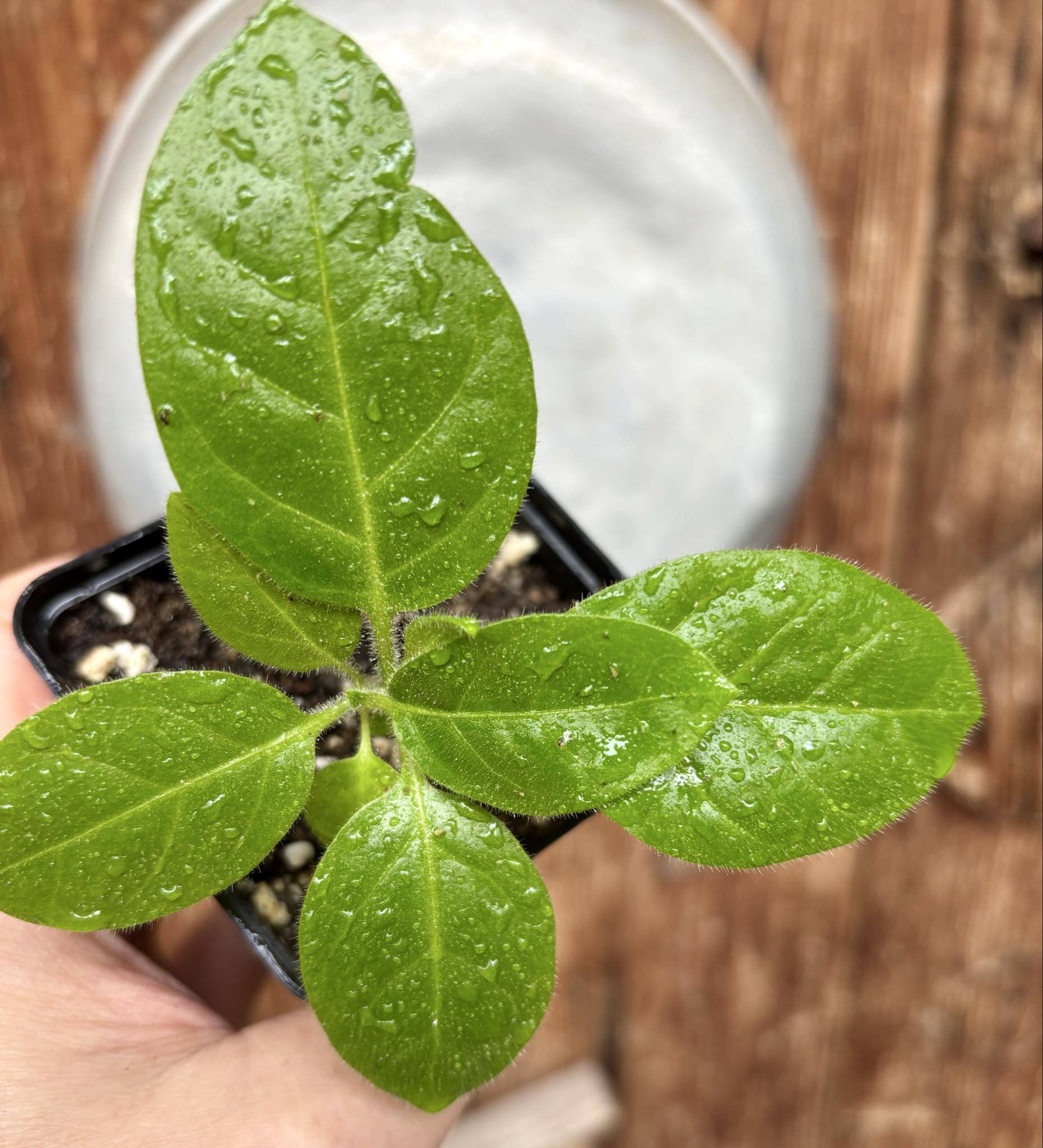 Solanum rumpincola - 1 small potted seedling / 1 kleiner, getopfter Sämling