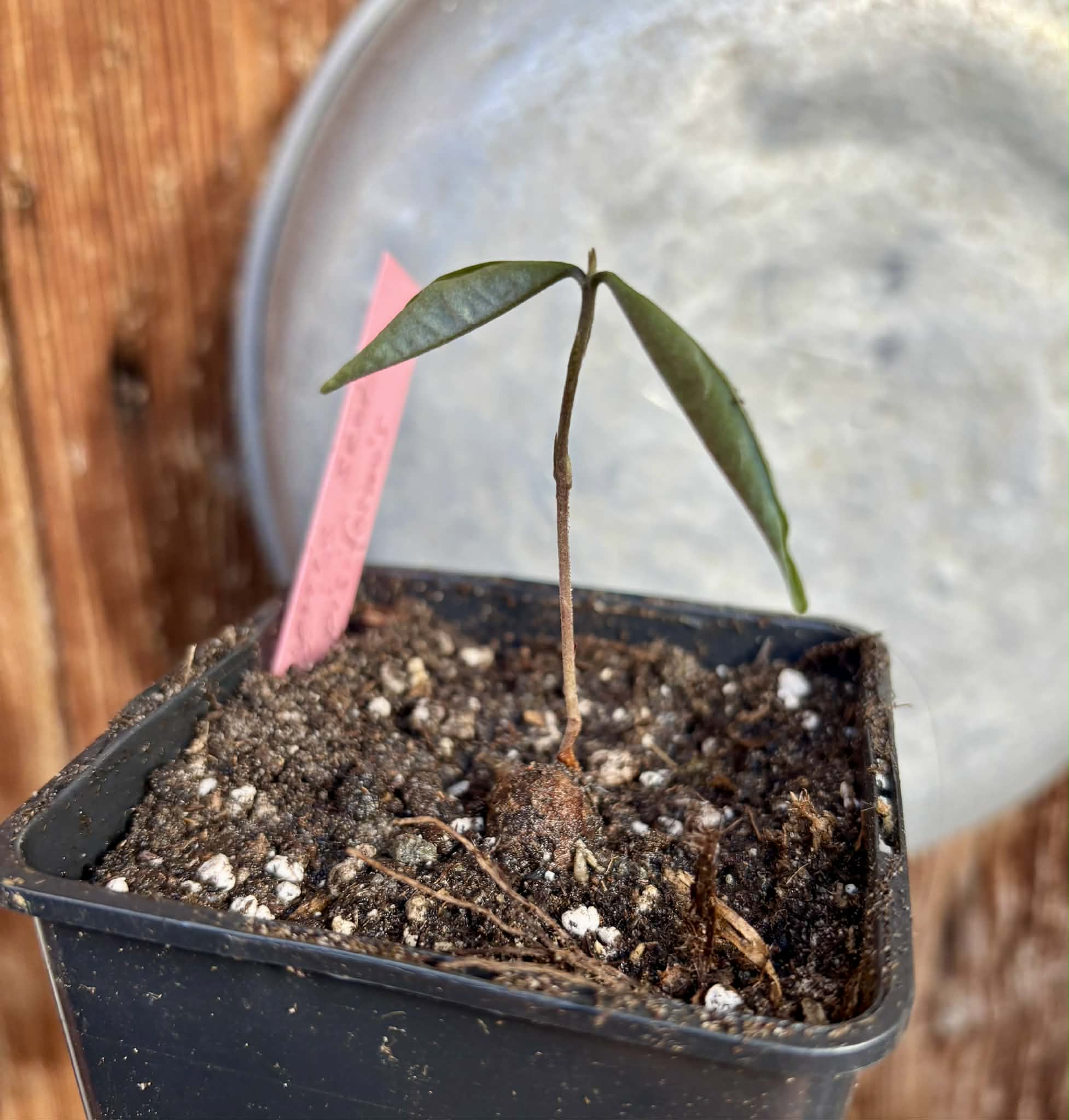 Eugenia sect. pisiformis var. Maruim - 1 potted seedling / 1 getopfter Sämling