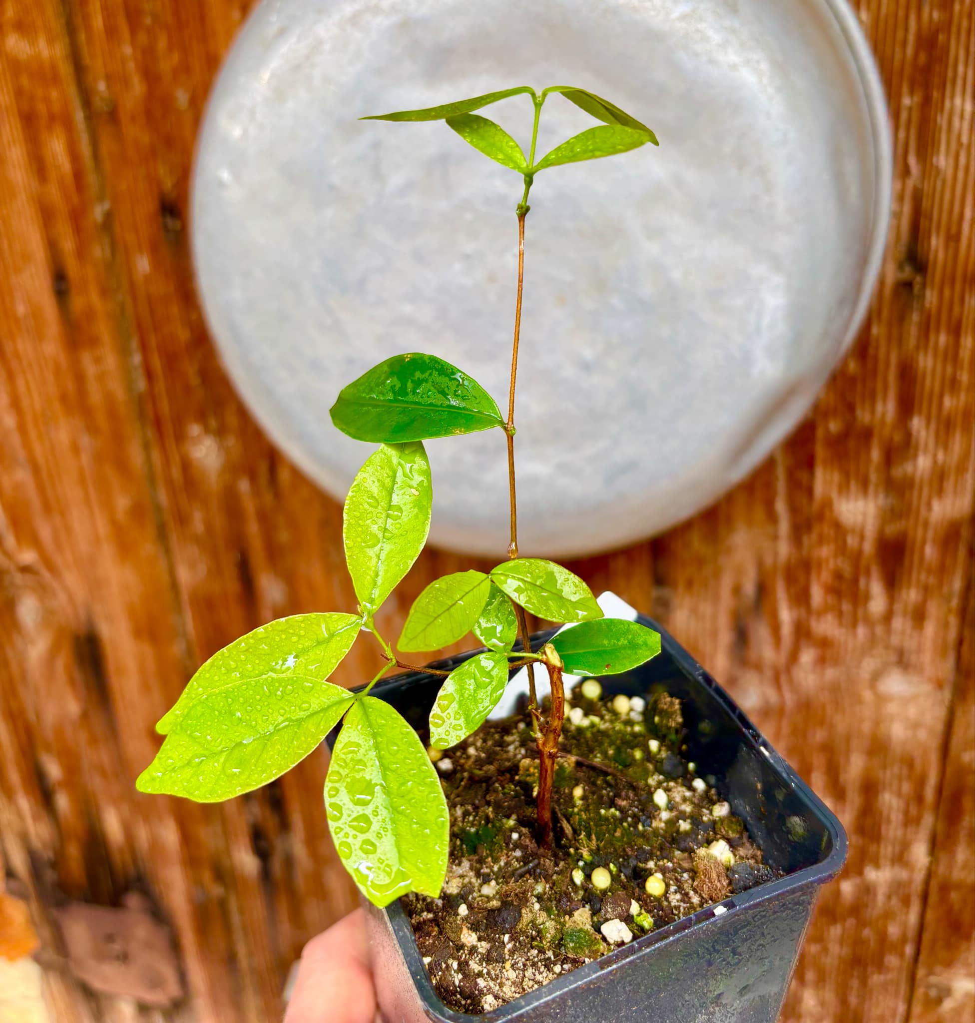 Myrcia multiflora - 1 potted plant / 1 getopfte Pflanze Myrcia multiflora - 1 potted plant / 1 getopfte Pflanze