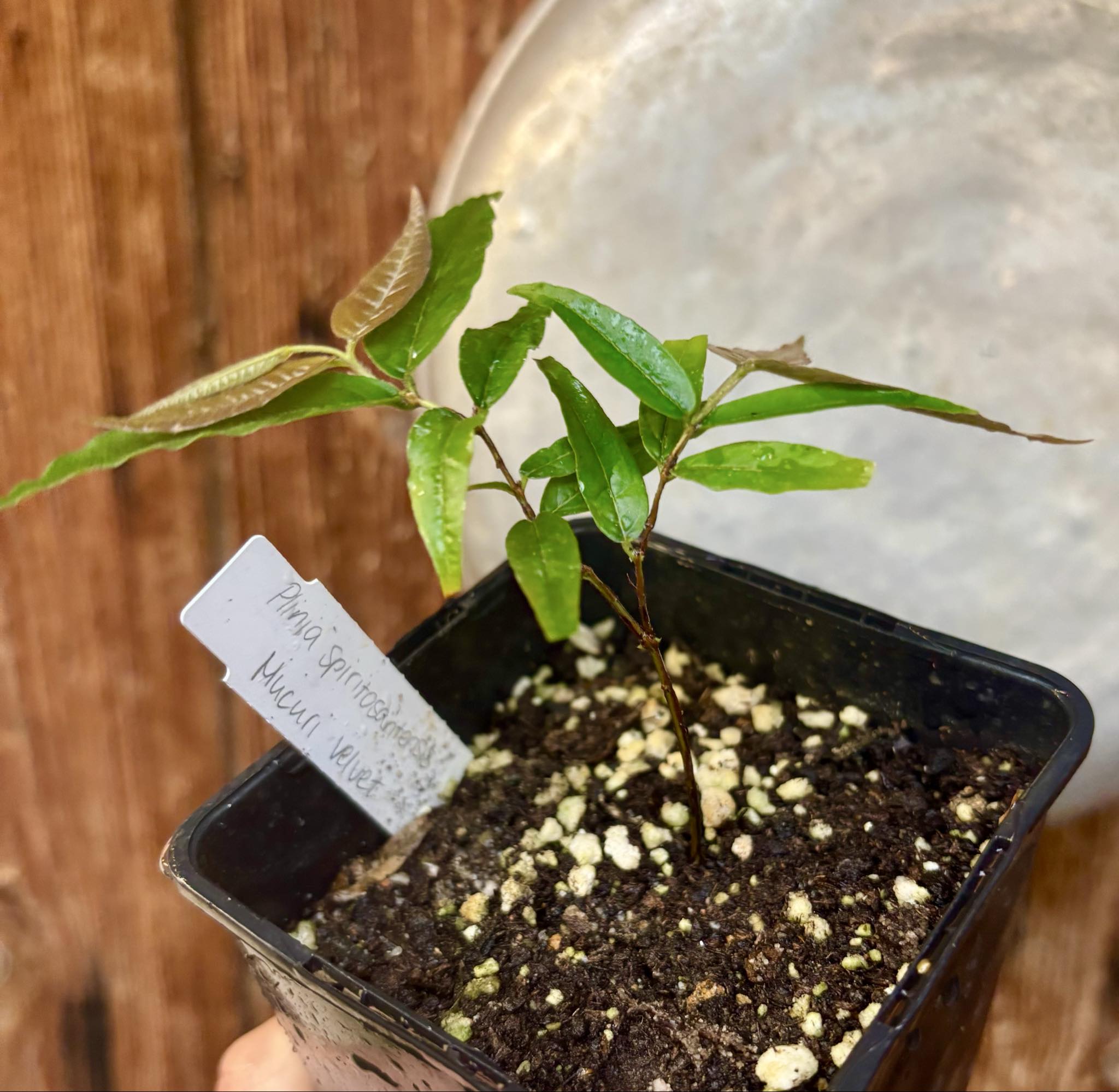 Plinia spiritosantensis var. Mucuri Velvet - 1 potted plant/ 1 getopfte Pflanze