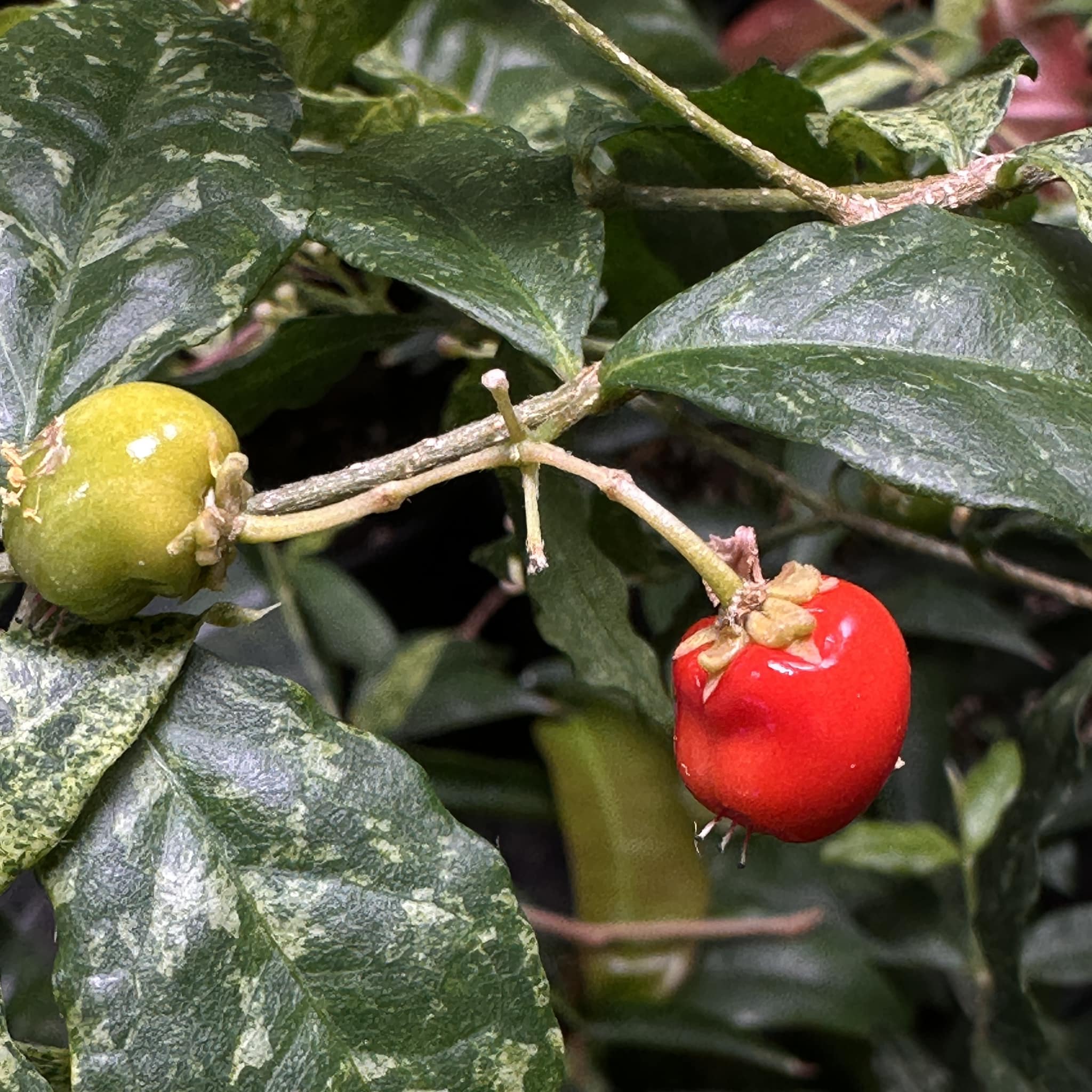 variegated Acerola (Malpighia glabra) rooted cutting - 1 potted rooted cutting / 1 getopfter, bewurzelter Steckling