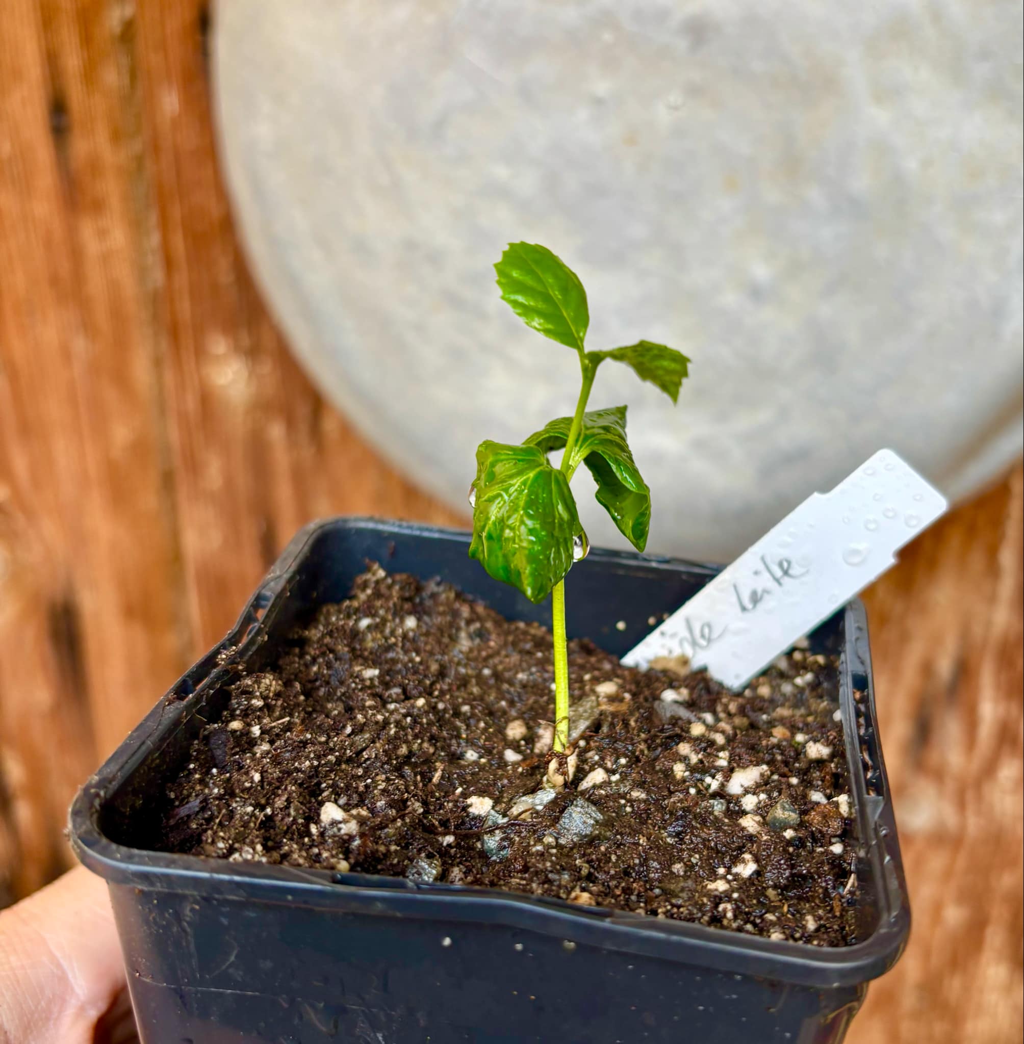 Cordia taguahyensis - Frutinha de Leite- 1 small potted seedling / 1 kleiner, getopfter Sämling
