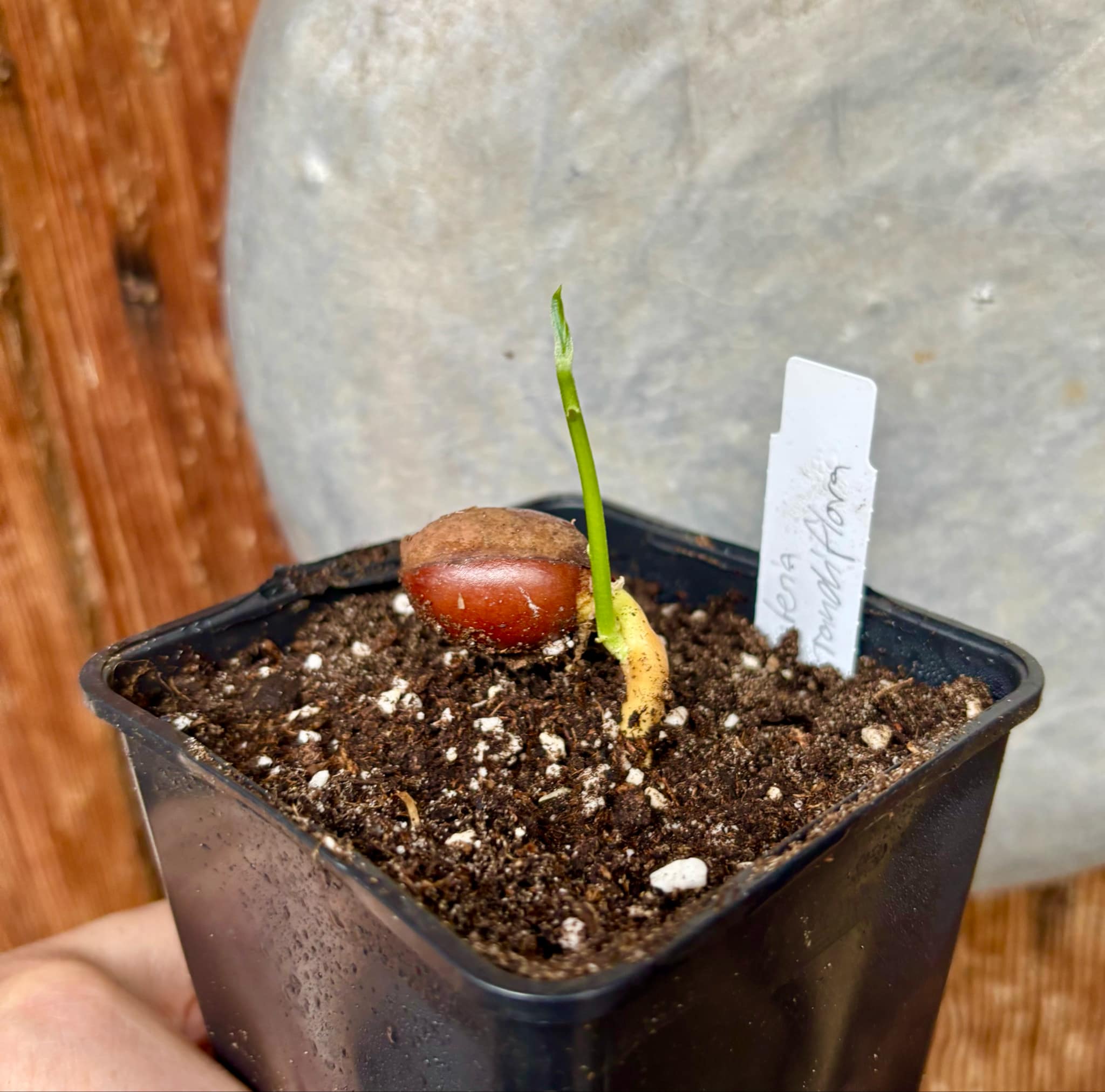 Pouteria grandiflora - 1 small potted seedling / 1 kleiner, getopfter Sämling
