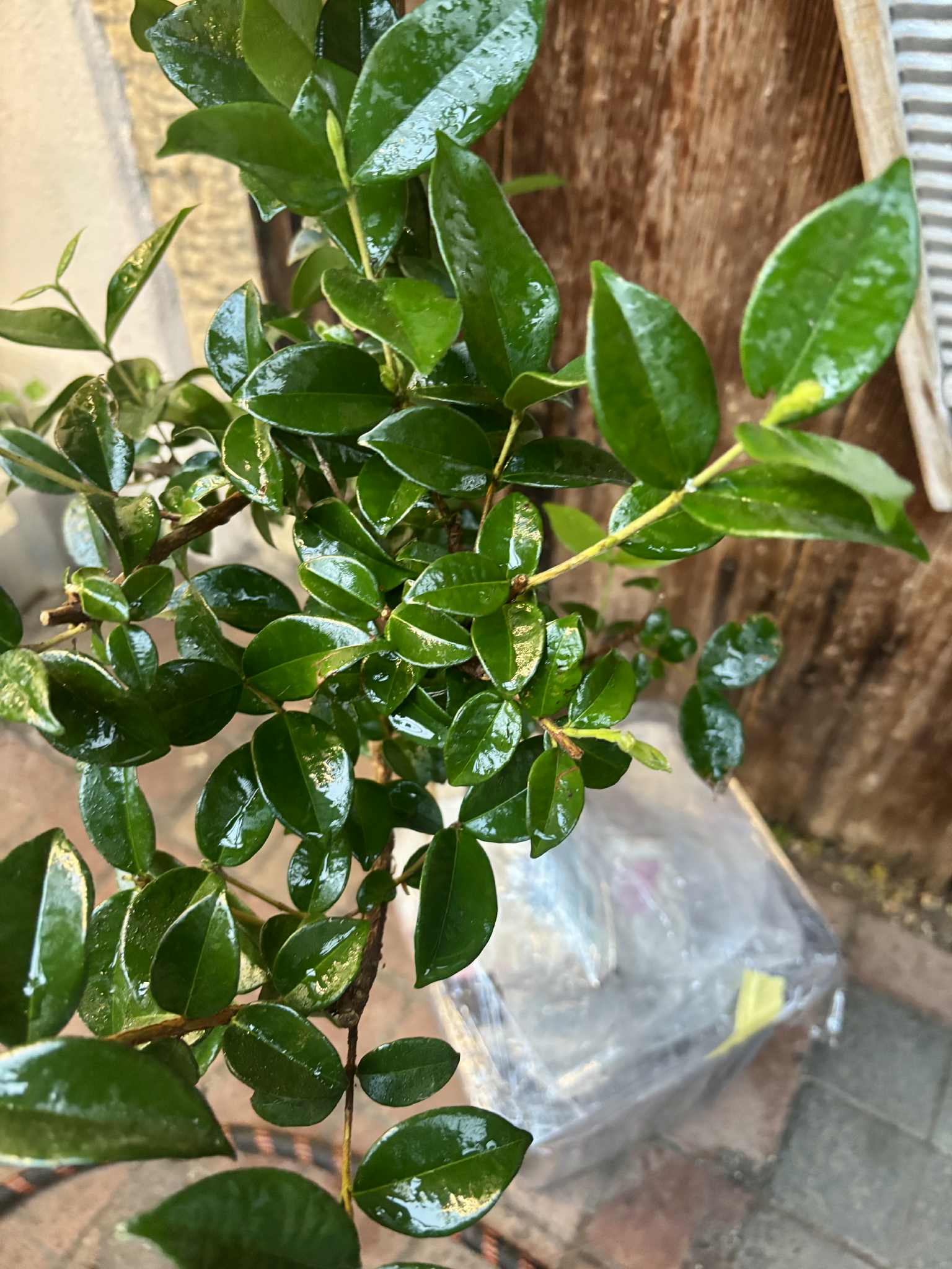 10 years old - Pitangatuba (Eugenia selloi)  - 1 potted plant / 1 getopfte Pflanze