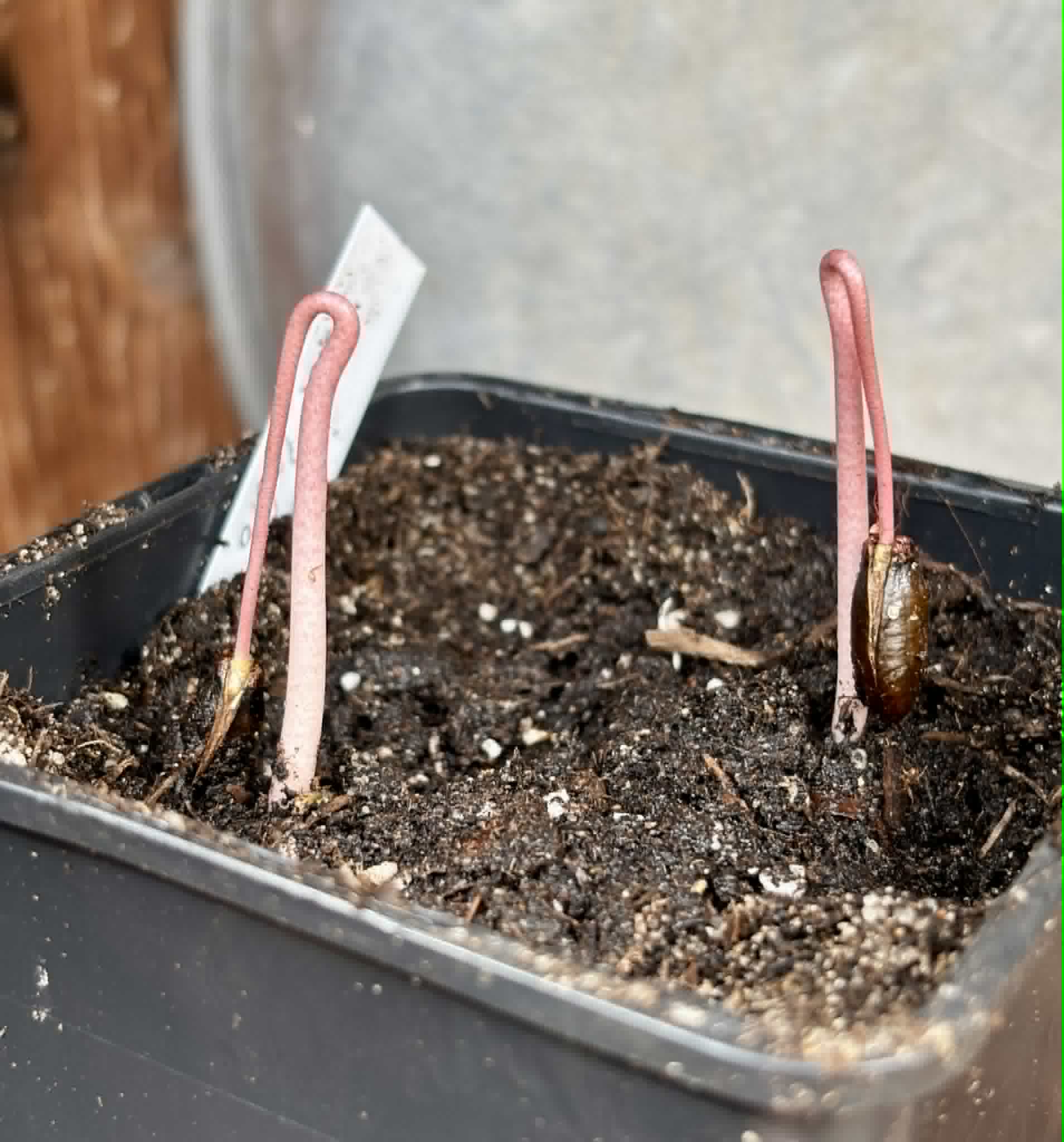2 in 1 pot - Annona reticulata var San Pablo - 2 potted seedlings in 1 pot / 2 getopfte Sämlinge in einem Topf 
