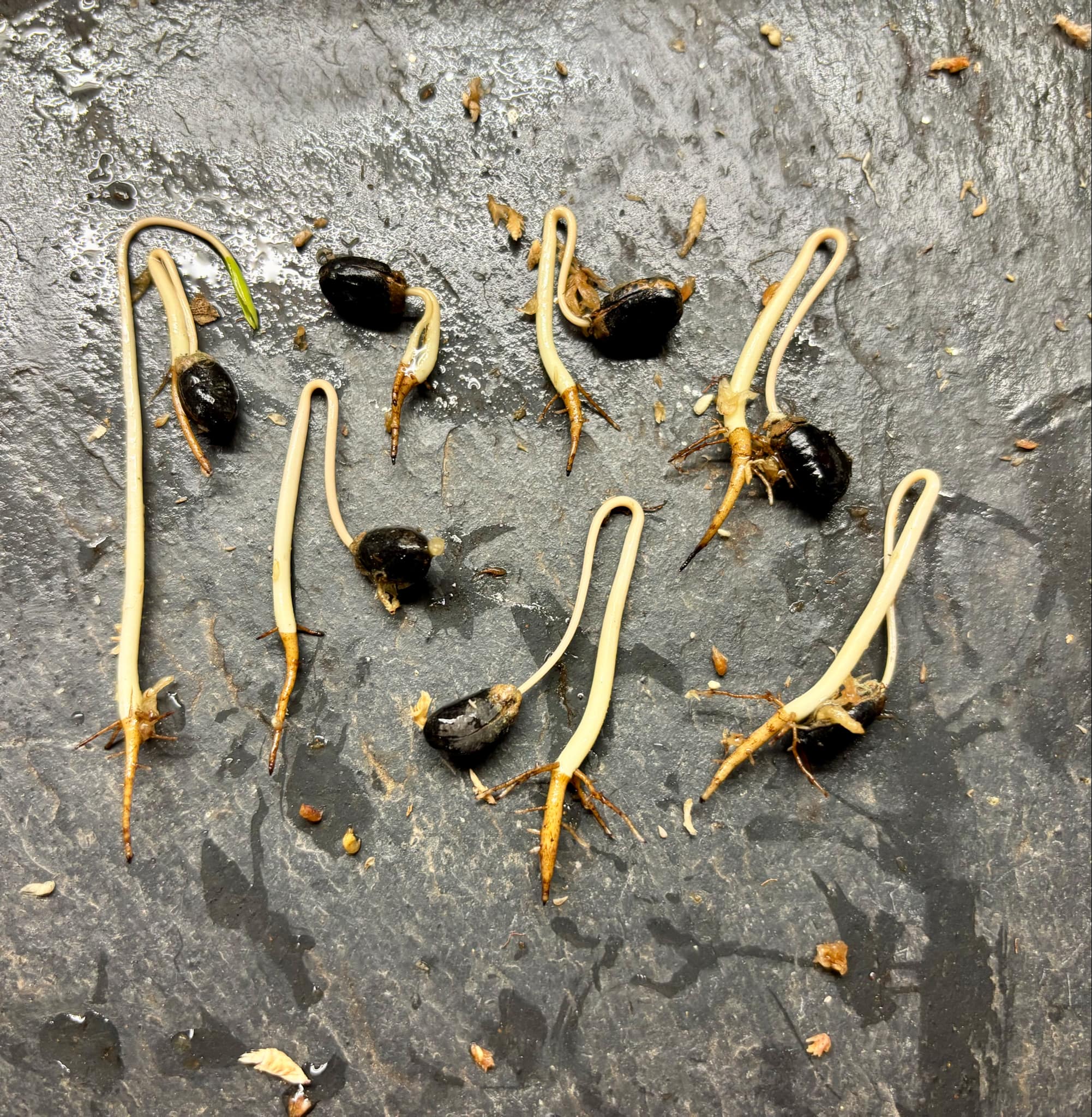 Xylopia ochrantha - 1 germinated seed / 1 gekeimter Samen