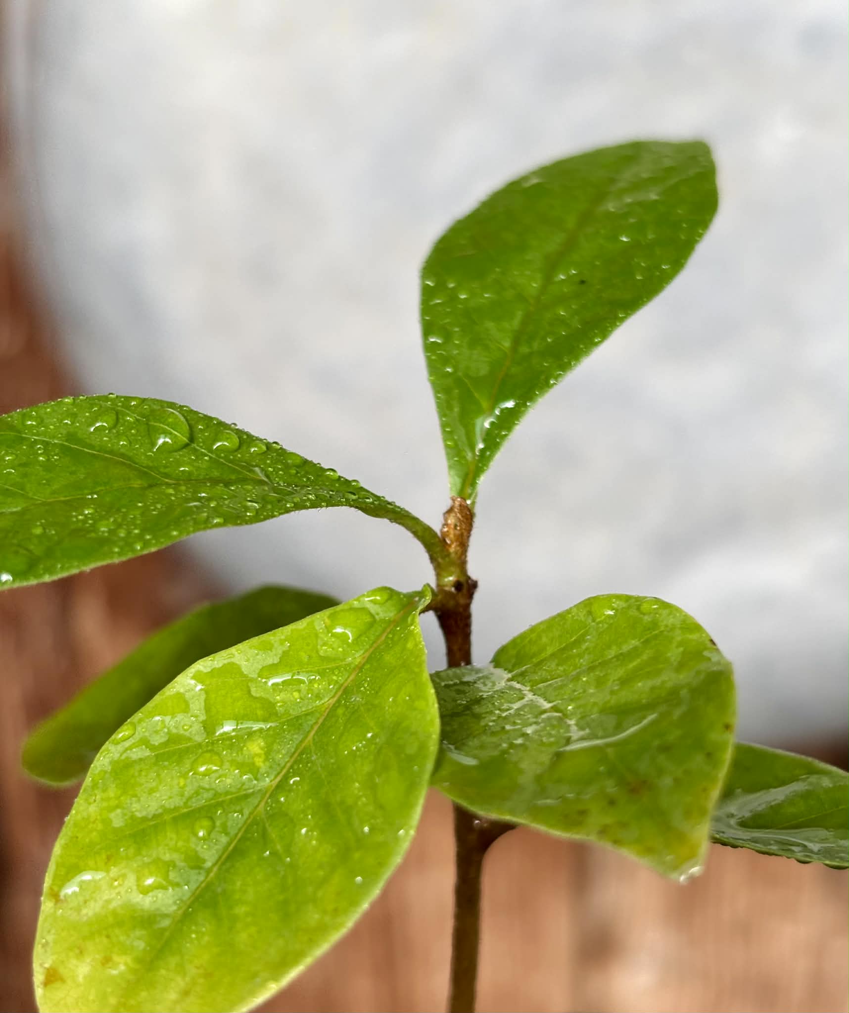 Marmixa (Pradosia lactescens) - 1 potted plant / 1 getopfte Pflanze