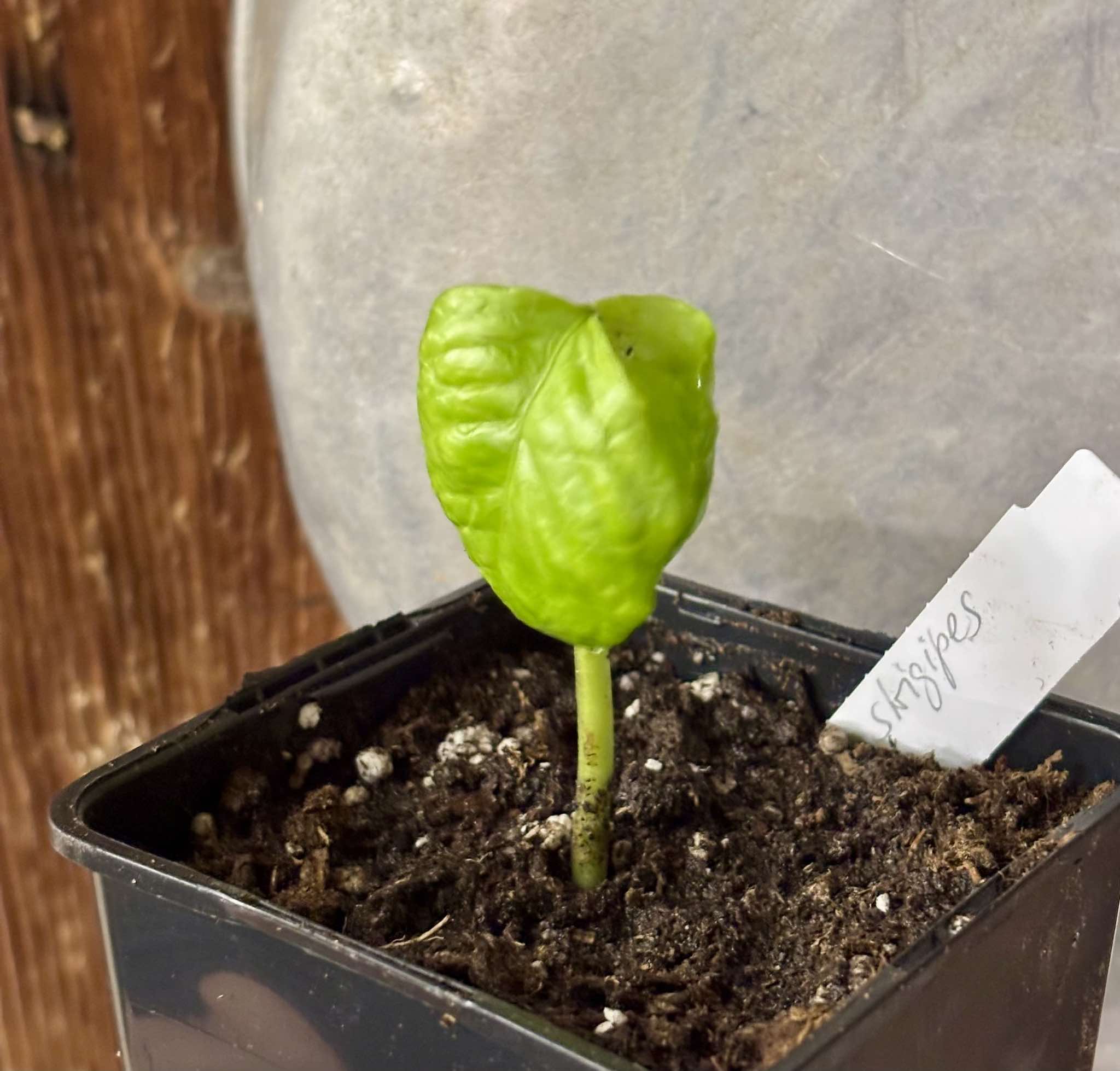 Guaporanga - Myrcia strigipes syn. Marliera tomentosa - 1 small potted seedling / 1 kleiner, getopfter Sämling Guaporanga - Myrcia strigipes syn. Marliera tomentosa - 1 small potted seedling / 1 kleiner, getopfter Sämling