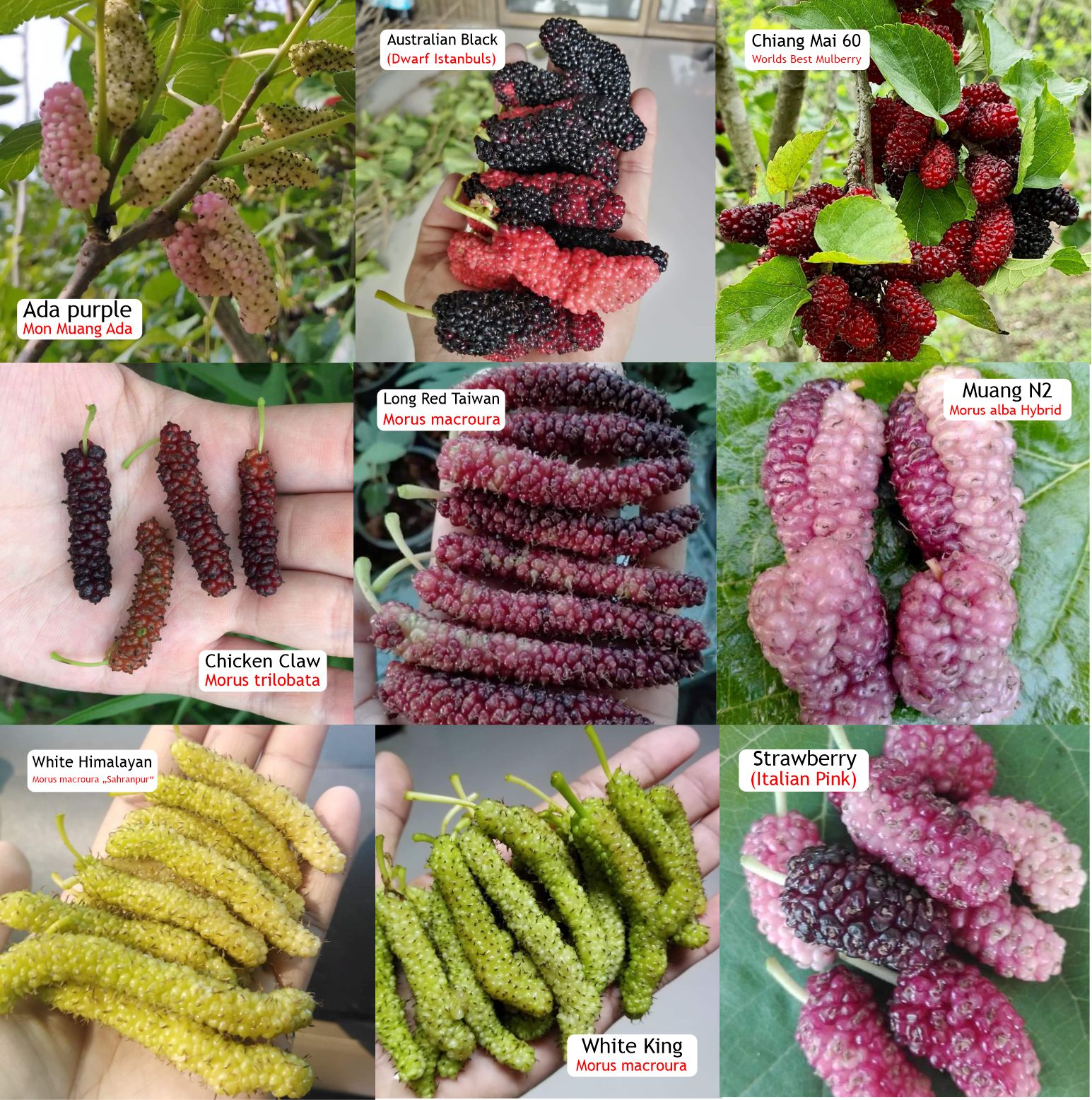 Pre Order - Set of 9 different Mulberry plants - 9 grafted, potted plants / 9 veredelte, getopfte Pflanzen