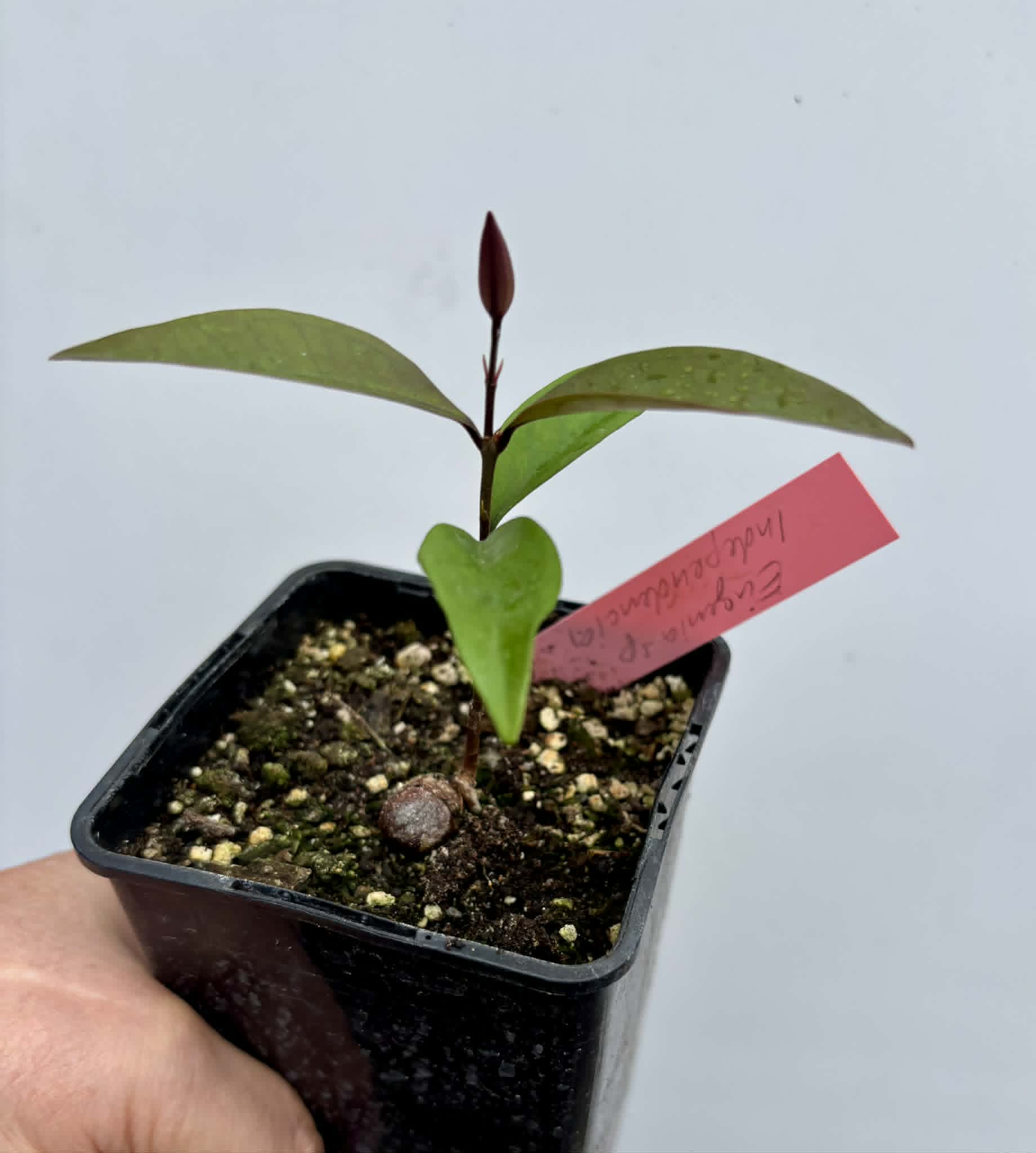 Eugenia sp Independencia - 1 potted seedling / 1 getopfter Sämling