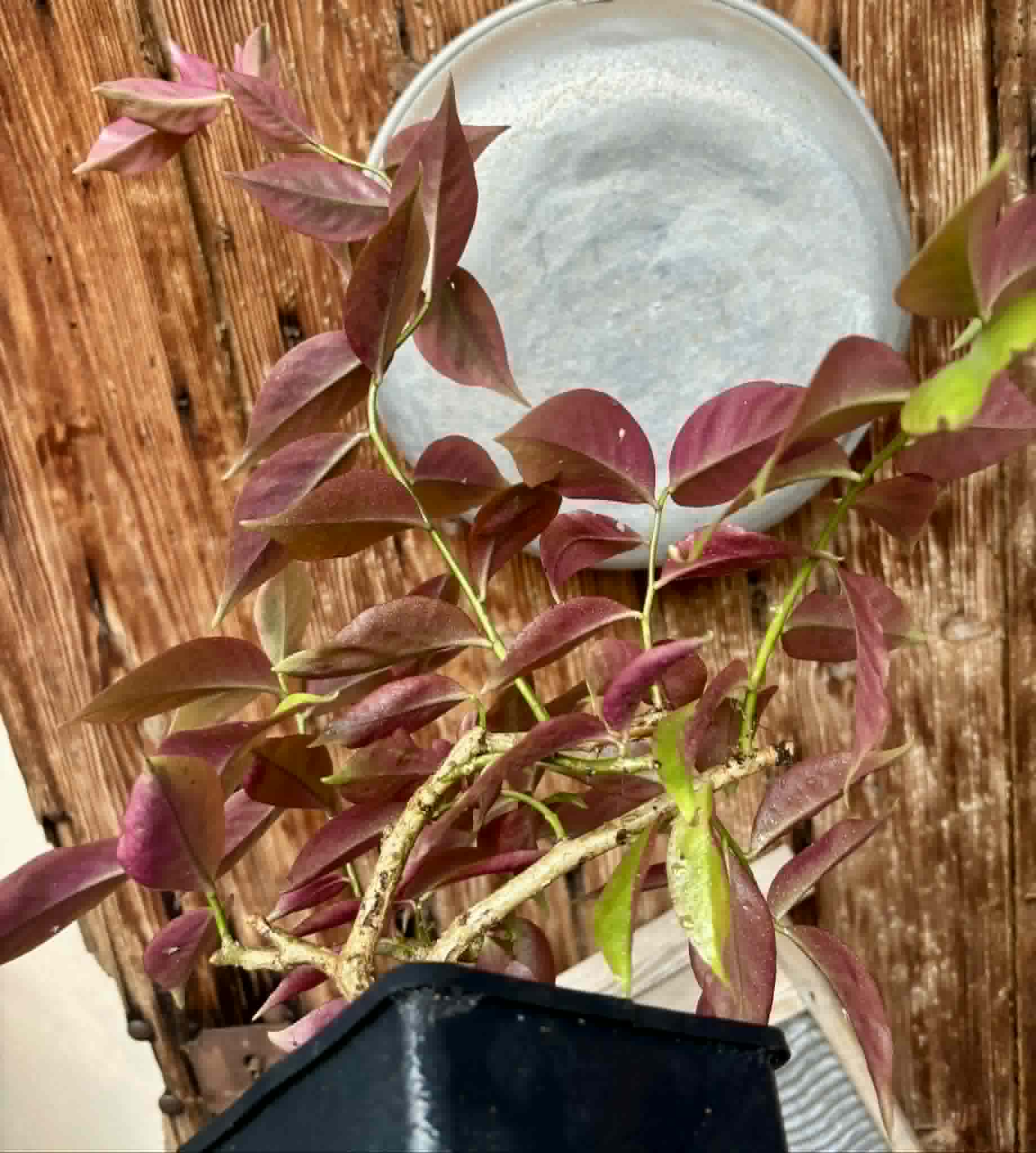 bigger plant - Variegata Barbados Gooseberry - (Pereskia aculeata) - 1 potted plant / 1 getopfte Pflanze
