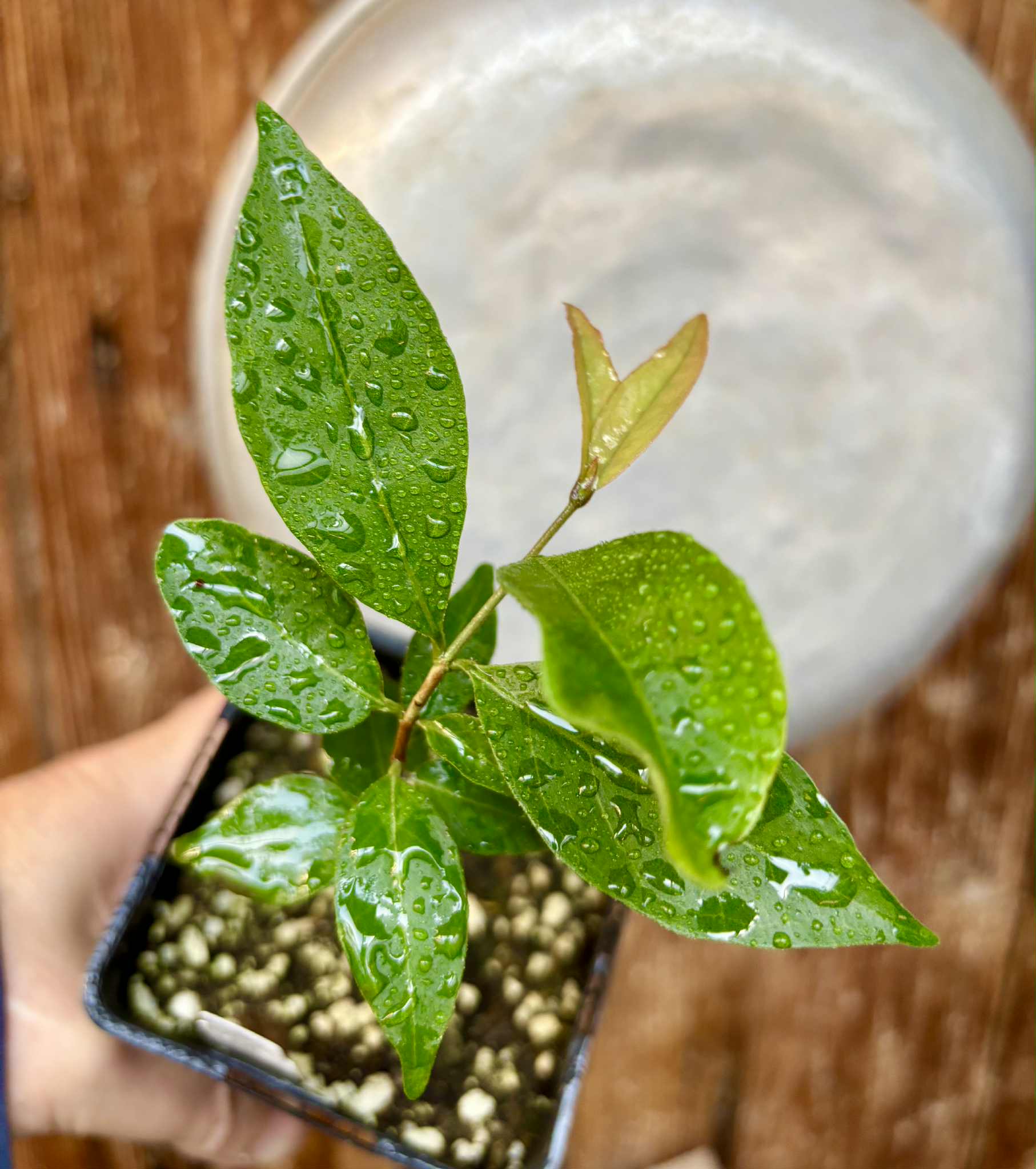 Eugenia sp Belmonte -  1 potted seedling / 1 getopfter Sämling
