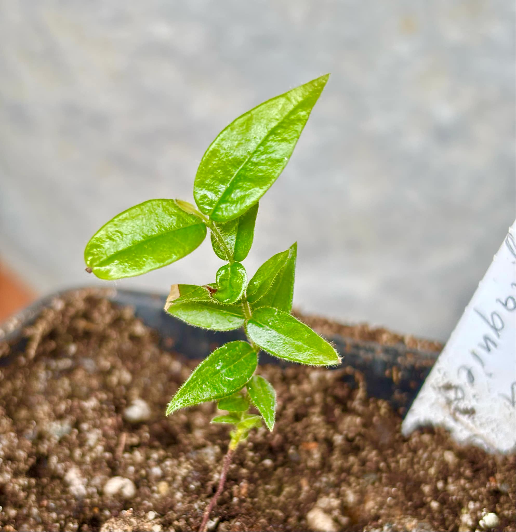 Myrciaria guaquiea - 1 small potted seedling / 1 kleiner, getopfter Sämling Myrciaria guaquiea - 1 small potted seedling / 1 kleiner, getopfter Sämling