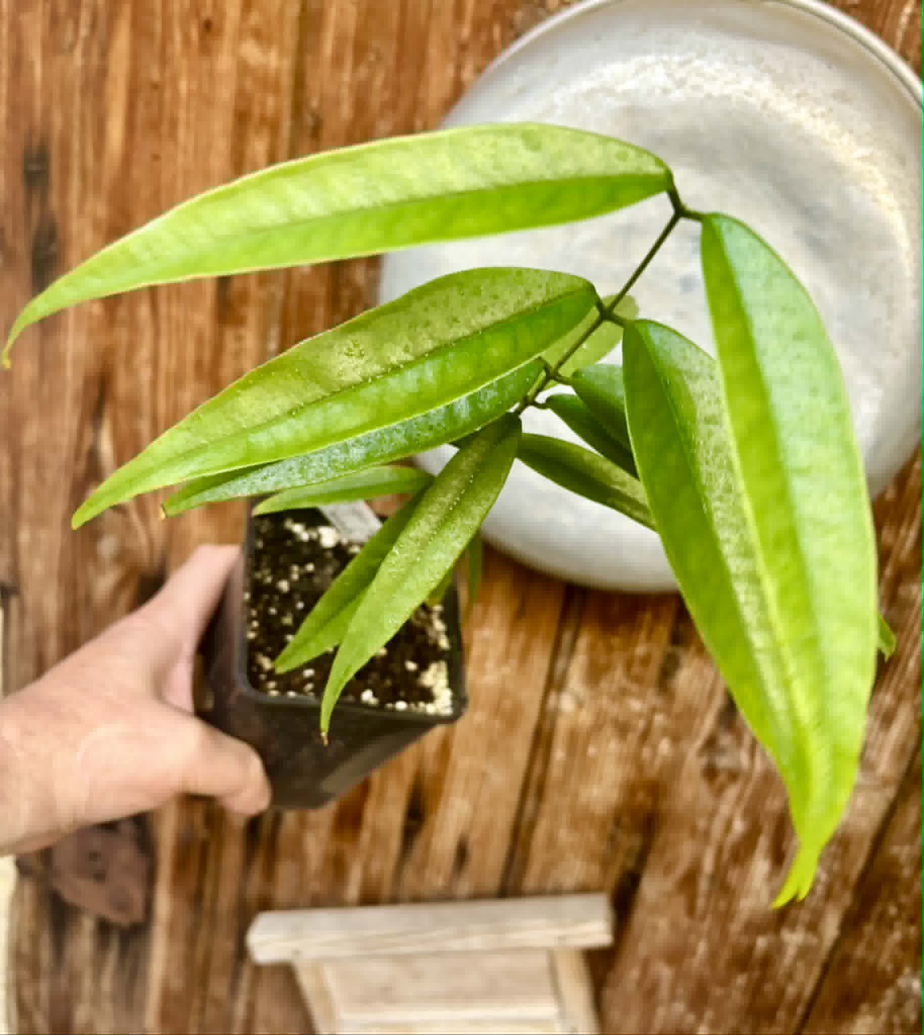 Eugenia bahiensis var. Sementes pintada  - 1 potted plant / 1 getopfte Pflanze