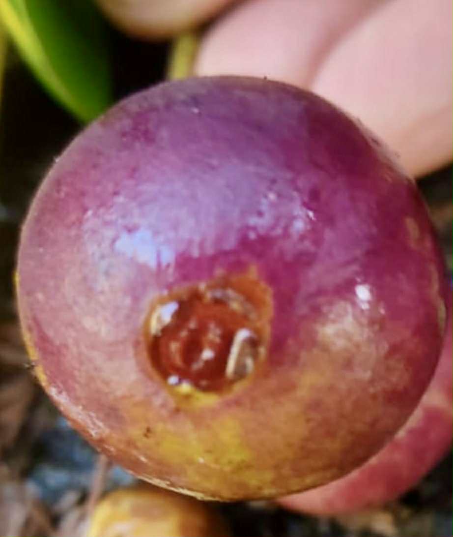 Myrcia sp ultra big - 1 fresh seed / 1 frischer Samen Myrcia sp ultra big - 1 fresh seed / 1 frischer Samen