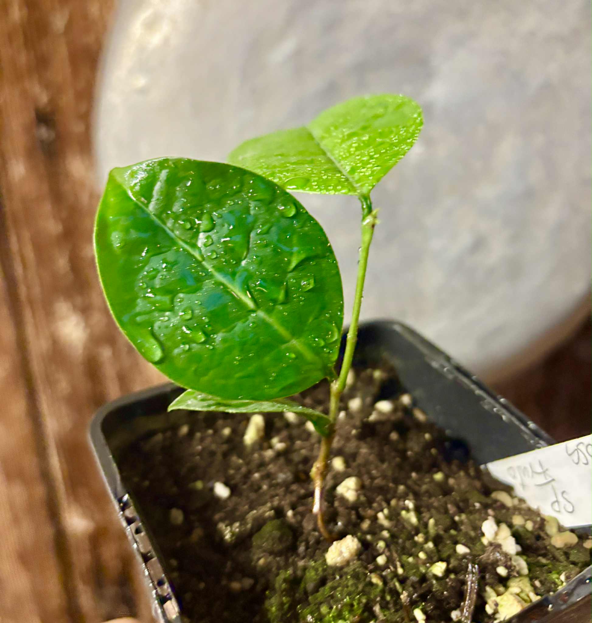 Eugenia sp Cheirosa Fruto Passado - 1 small potted seedling / 1 kleiner, getopfter Sämling