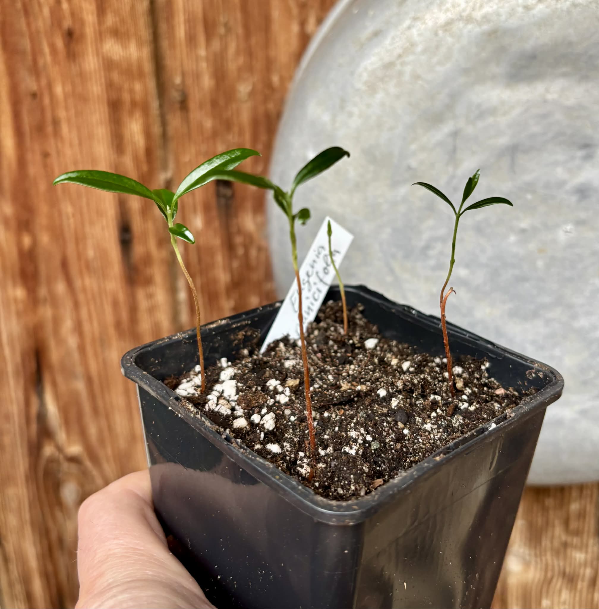 4 in 1 pot - Eugenia punicifolia - 1 potted plant / 1 getopfte Pflanze