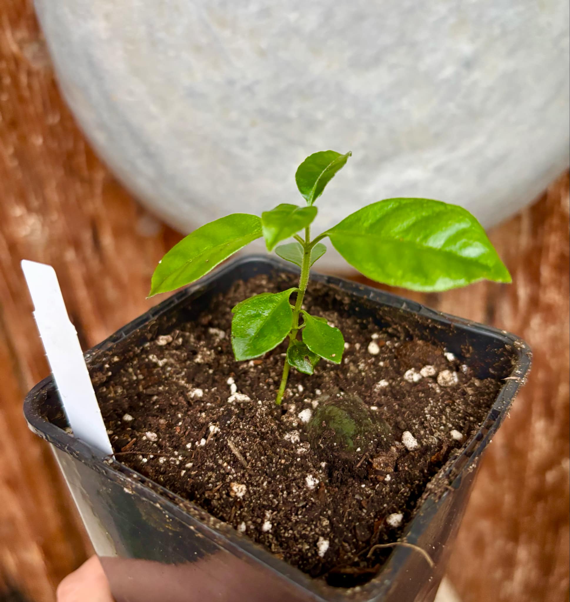 Psidium sp Cassio - 1 small potted seedling / 1 kleiner, getopfter Sämling Psidium sp Cassio - 1 small potted seedling / 1 kleiner, getopfter Sämling