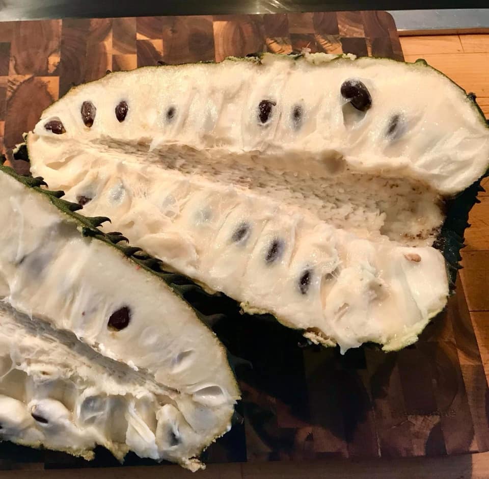 Annona muricata "Giant" - Soursop / Stachelannone  - 1 potted plant / 1 getopfte Pflanze