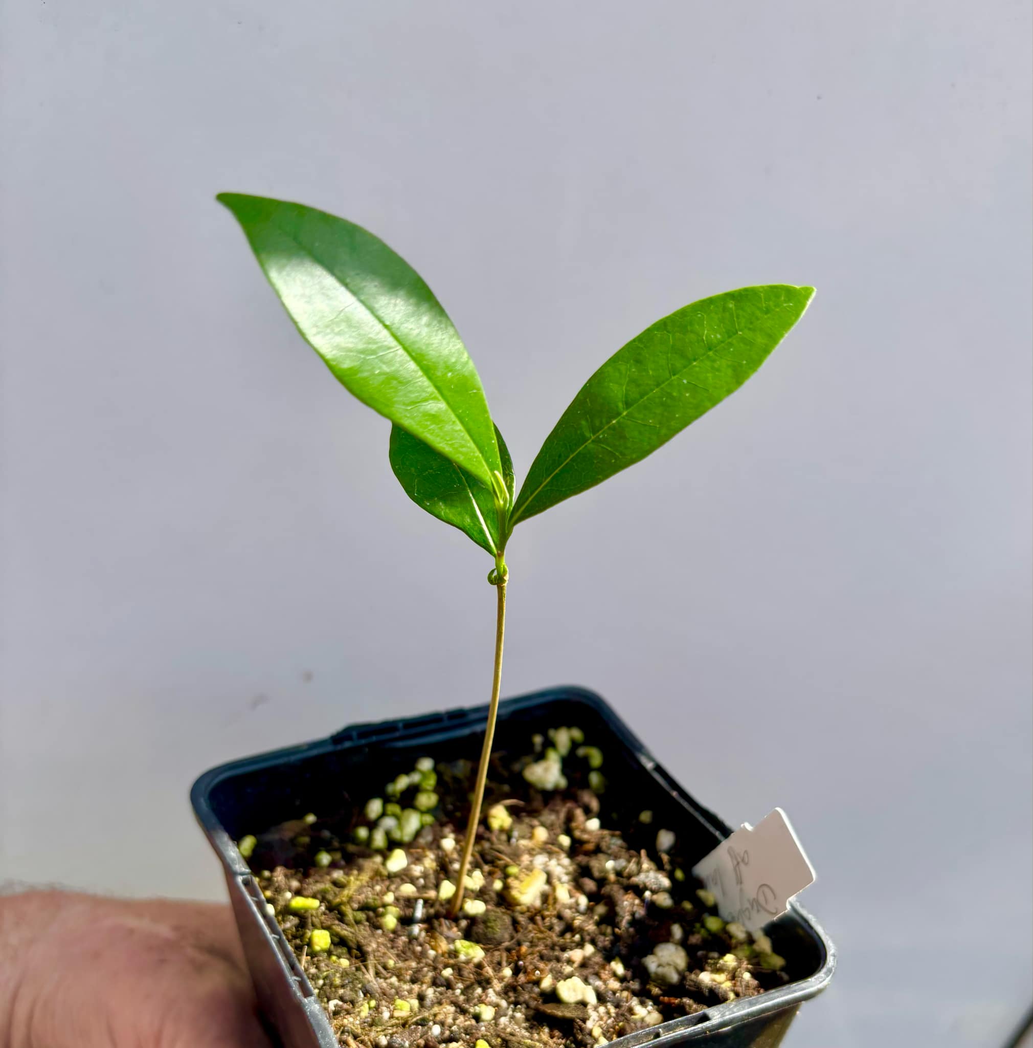 Duguetia aff. lanceolata - Pindauva Roxa -   1 potted plant / 1 getopfte Pflanze 