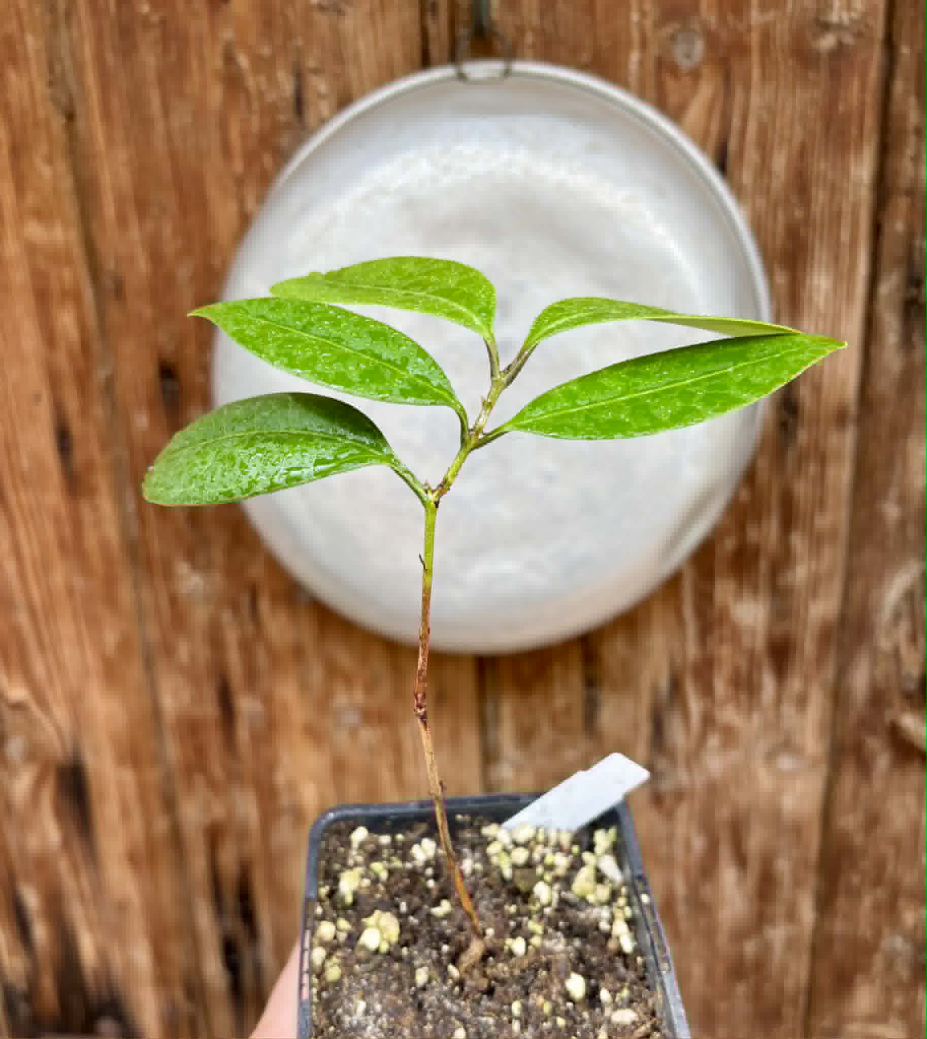 Eugenia sp Abacate -  1 potted seedling / 1 getopfter Sämling