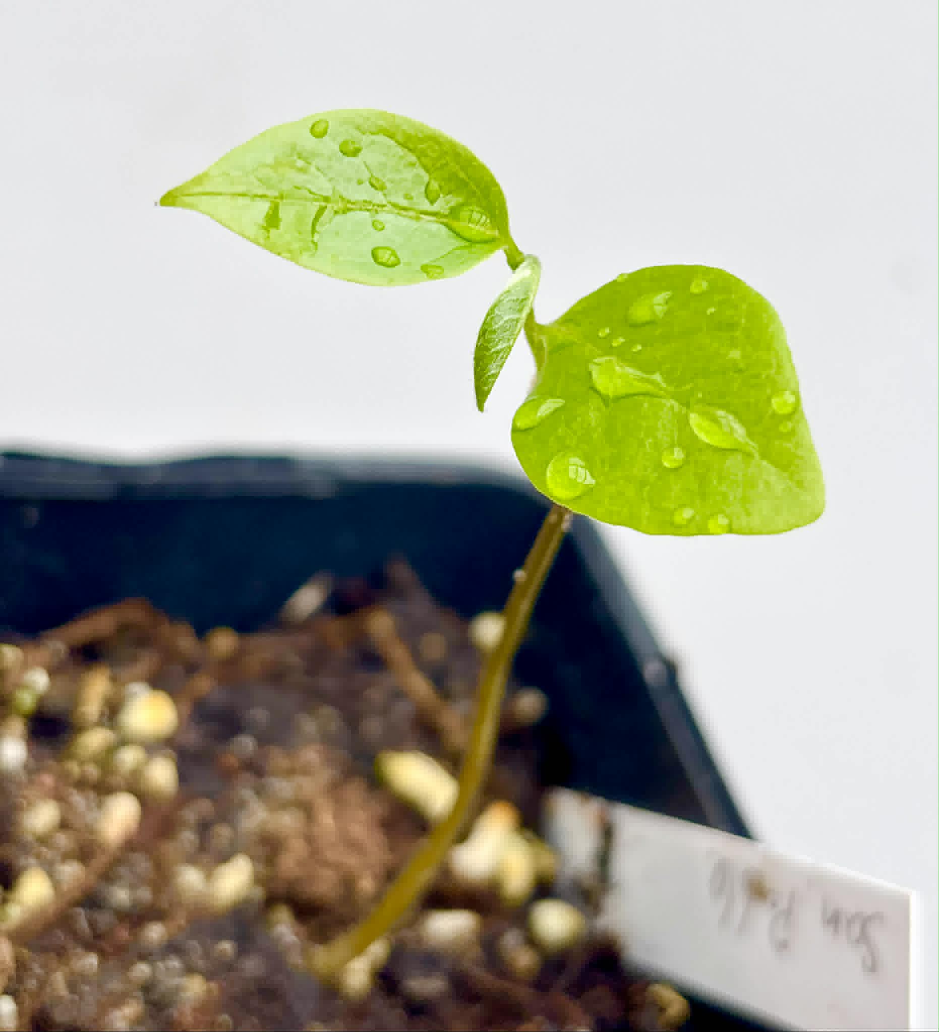 Annona reticulata var San Pablo - 1 potted seedling / 1 getopfter Sämling