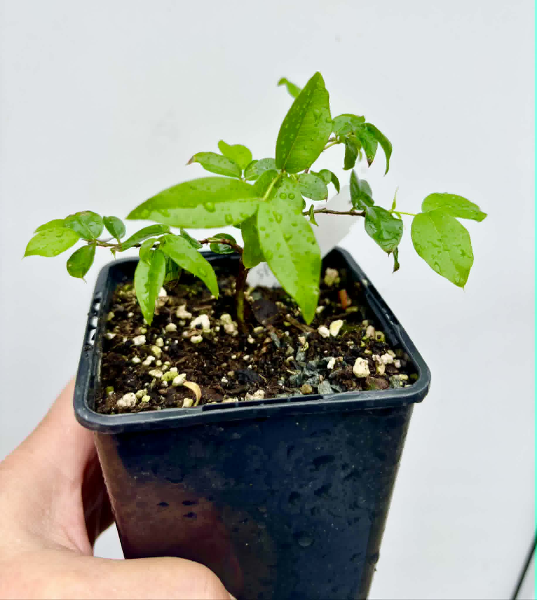 Jaboticaba - Plinia sp Canelinha Polpa rosea - 1 potted seedling / 1 getopfter Sämling