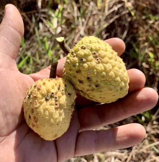 Annona tomentosa - Araticunzinho - 1 fresh seed / 1 frischer Samen