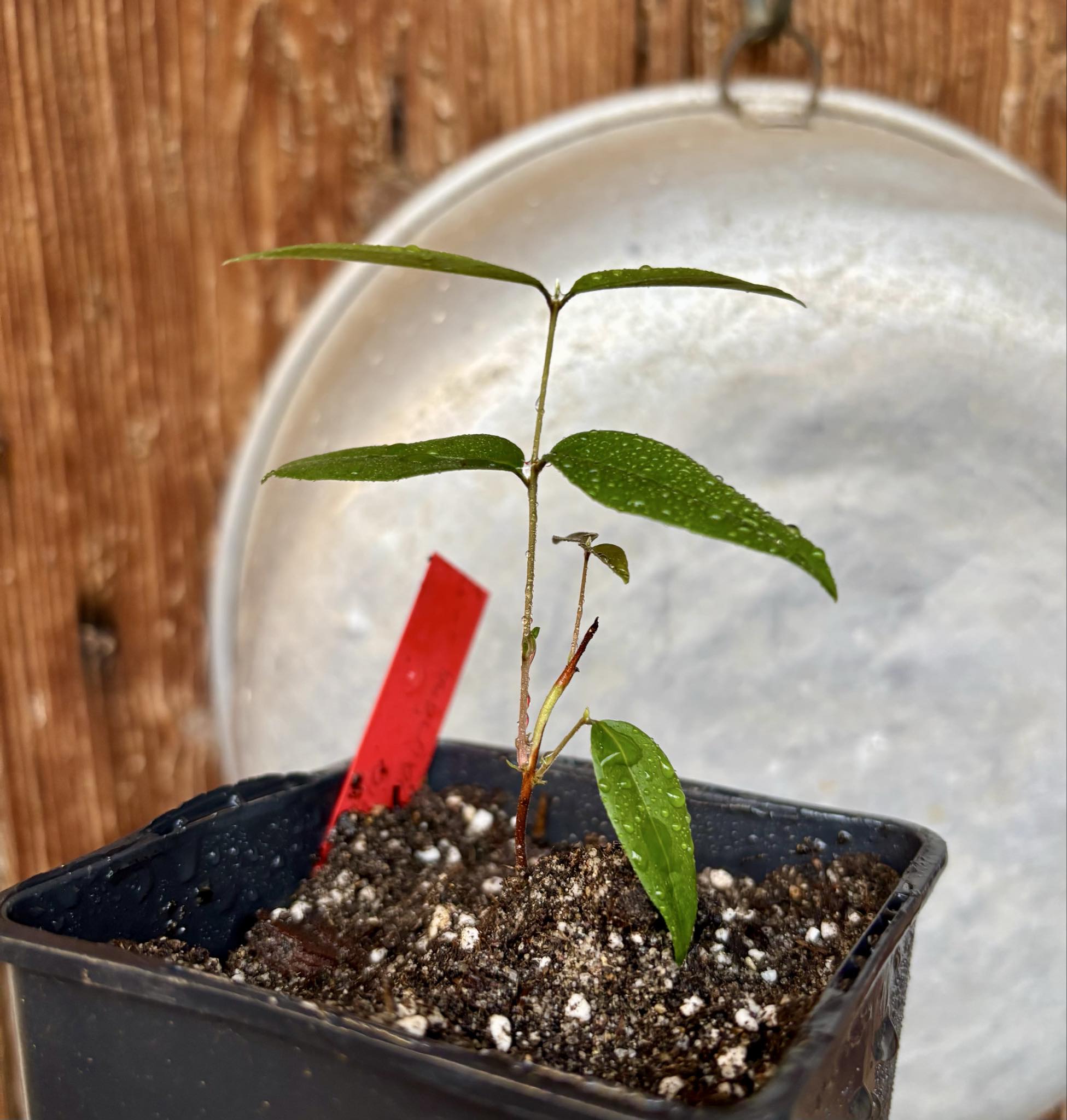 Uvaia do Visconde (Eugenia beaurepairiana) - potted seedling / 1 getopfter Sämling