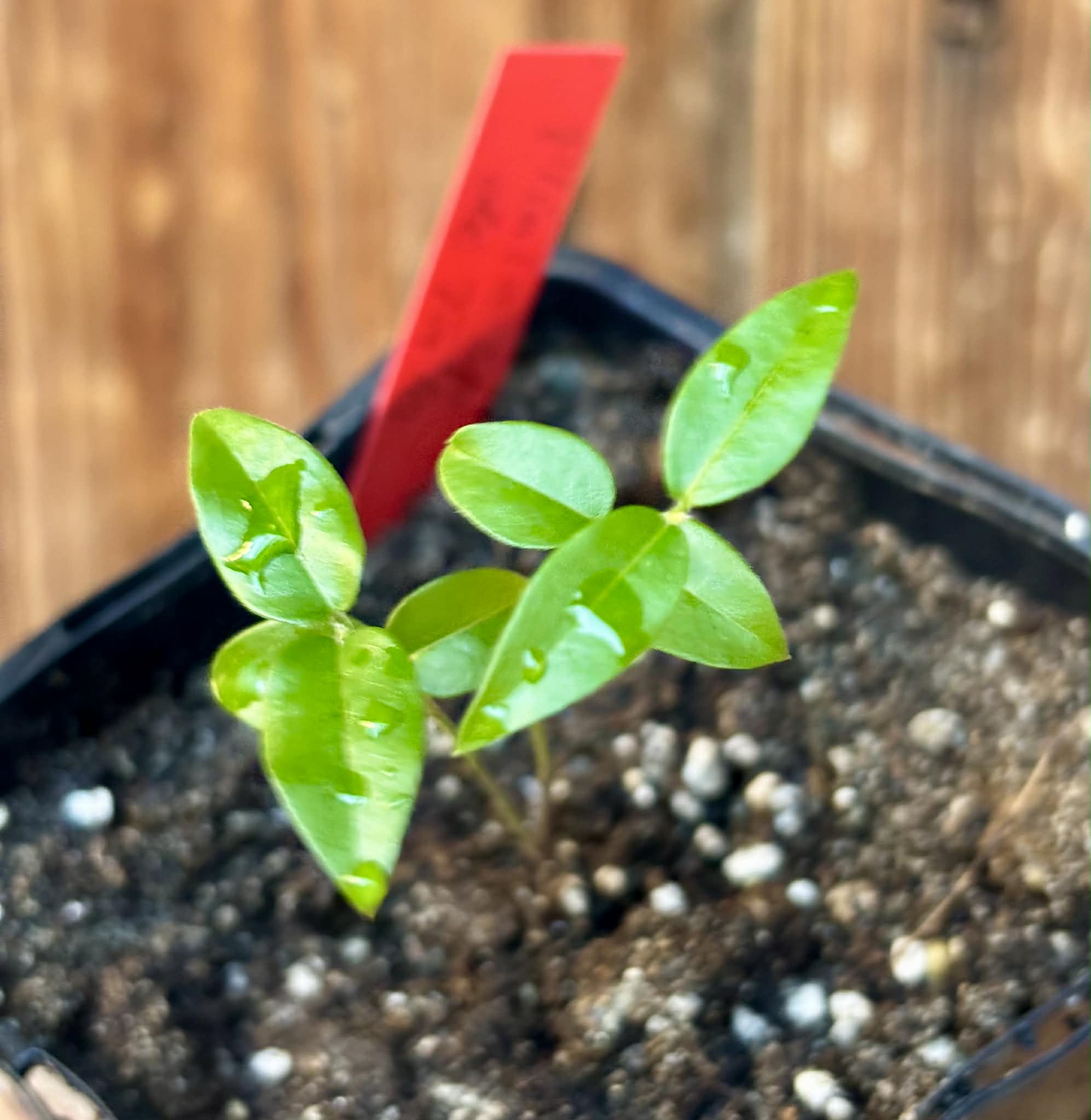 Plinia sp. de Talo - 1 potted seedling / 1 getopfter Sämling