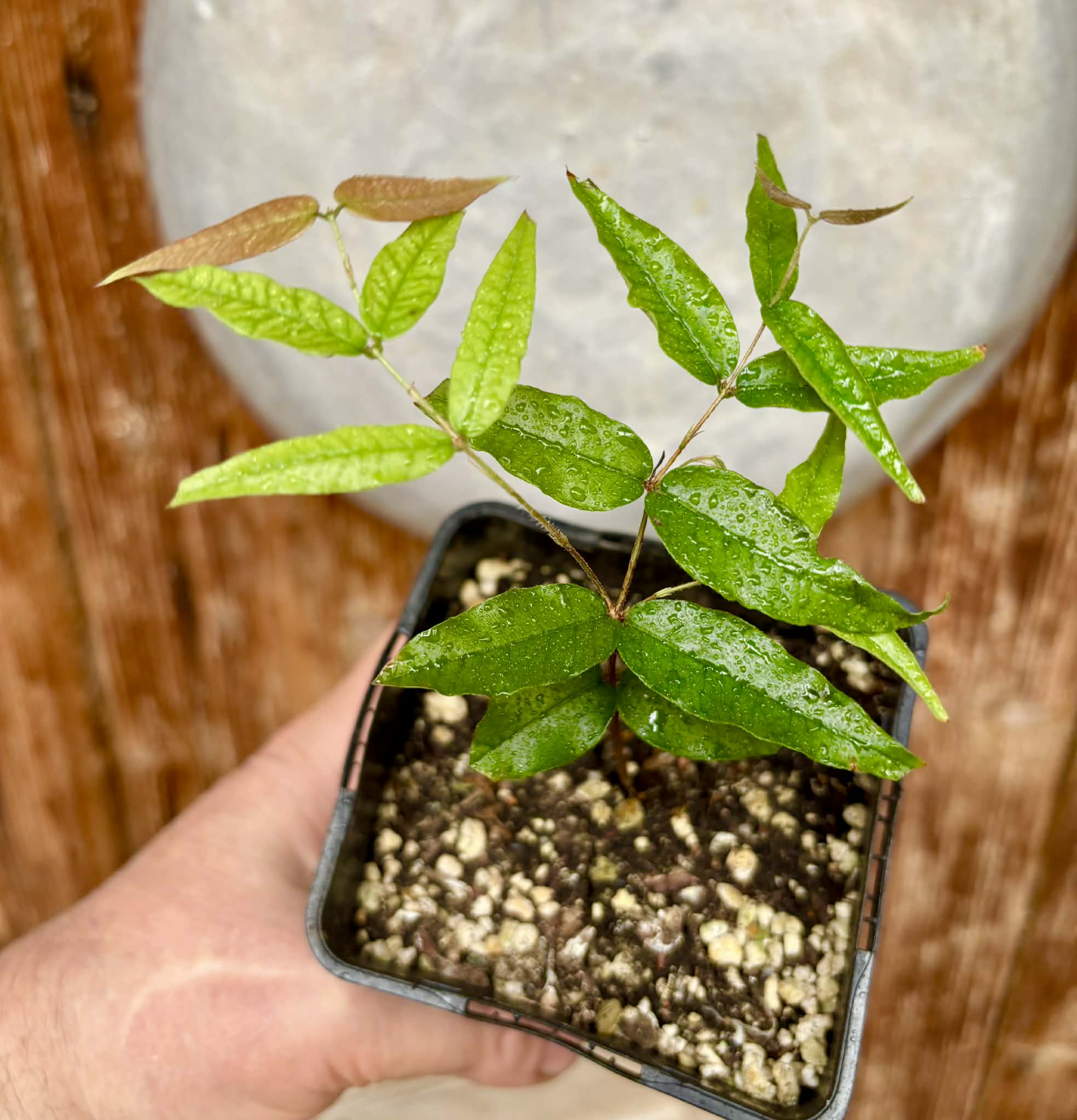 Plinia sp Rajada Cabo longo verde Tupinamba - Jaboticaba -  1 potted seedling / 1 getopfter Sämling