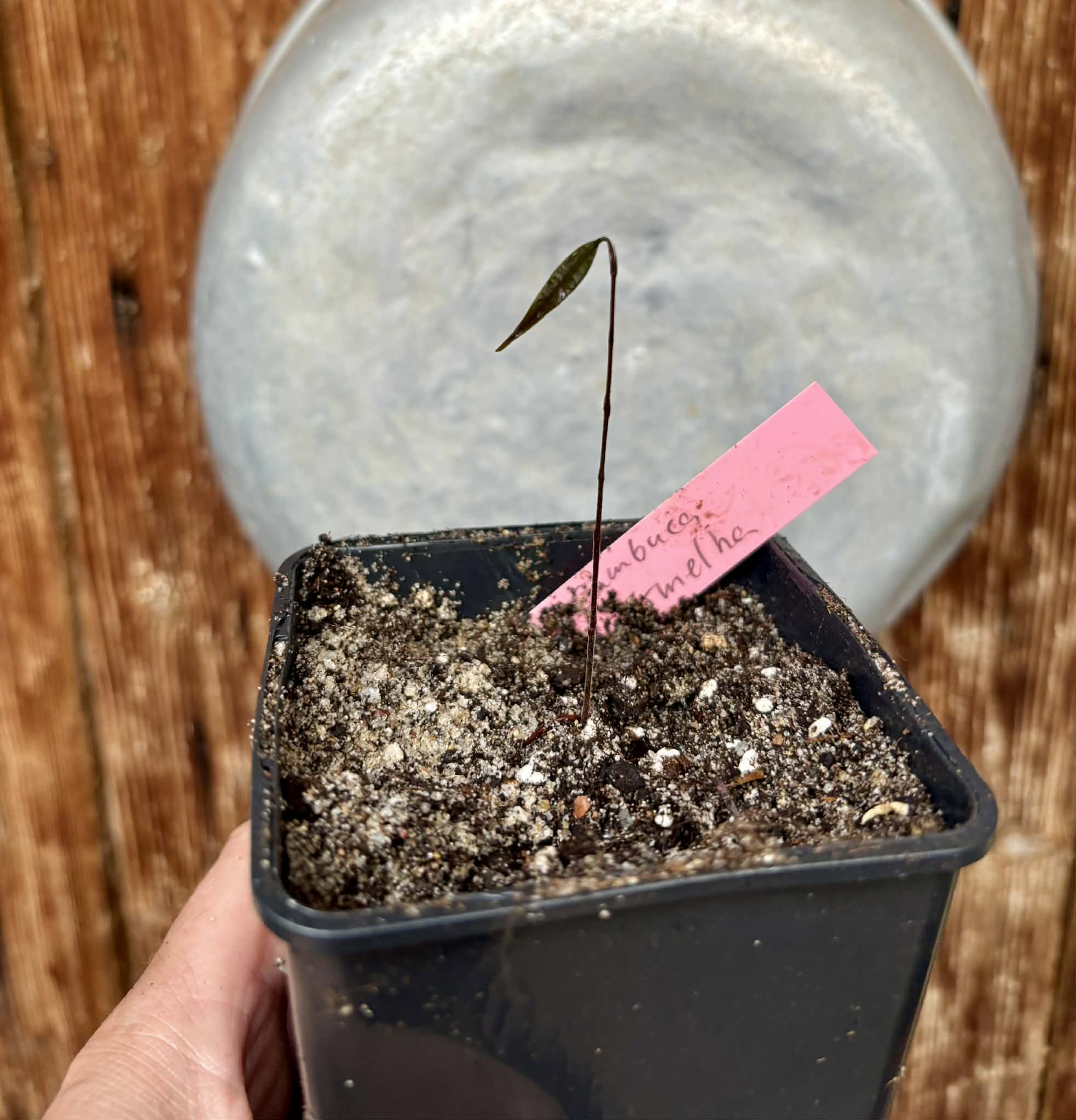 Plinia sp Cambuca vermelha -  1 potted seedling / 1 getopfter Sämling